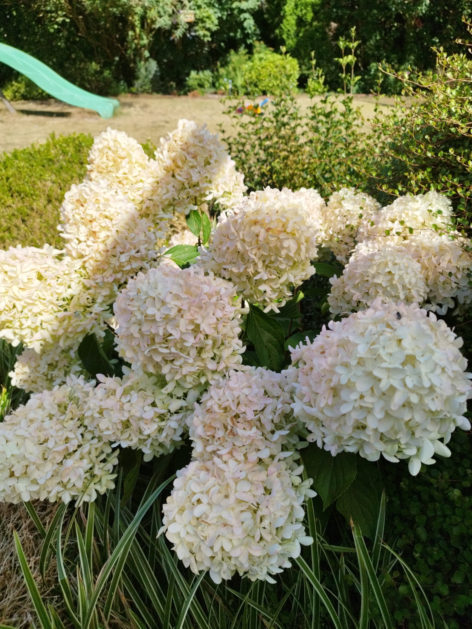The image shows a cluster of white hydrangeas in a garden. The hydrangeas are in full bloom, with large, cone-shaped flower heads. The flowers are a creamy white color, with some tinges of pink. The leaves of the hydrangea plant are dark green and glossy. In the background, there is a green plastic slide, suggesting a children's play area. The garden appears to be well-maintained, with neatly trimmed bushes and grass. The lighting suggests it is a sunny day. The location is identified as Friesoythe, Germany.