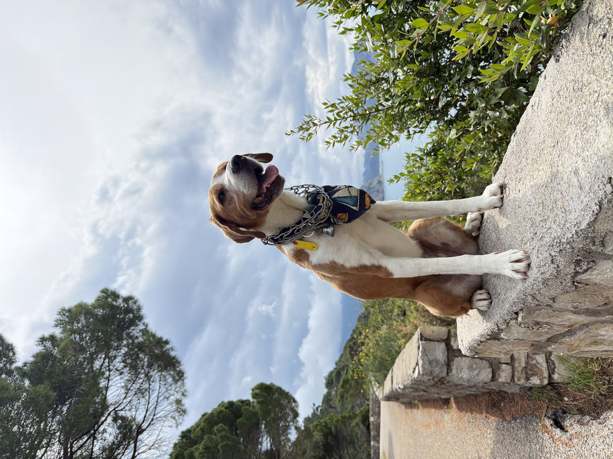 A medium-sized dog is sitting on a stone wall in Perazića Do, Montenegro. The dog has white and light brown fur, and is wearing a chain collar, a tag, and a patterned bandana. It is panting, with its tongue out. The wall appears to be part of a retaining structure along a road. Vegetation is visible behind the wall and on the left side of the frame. In the background, a blue sky with clouds and a distant body of water can be seen.