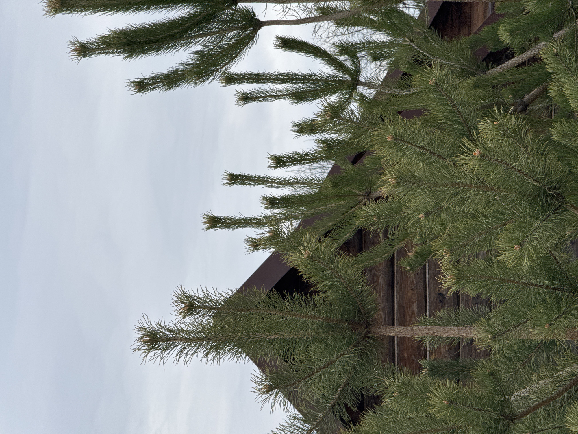 A low-angle shot captures a section of a wooden structure partially obscured by pine branches. The wooden structure appears to be aged, composed of planks fitted together. A dark-colored roofline or eave overhangs the planks. The pine branches are green, with clusters of needles extending from the branches. The background of the image is predominantly a cloudy sky. The image was taken in Ново-Никольское, Russia.