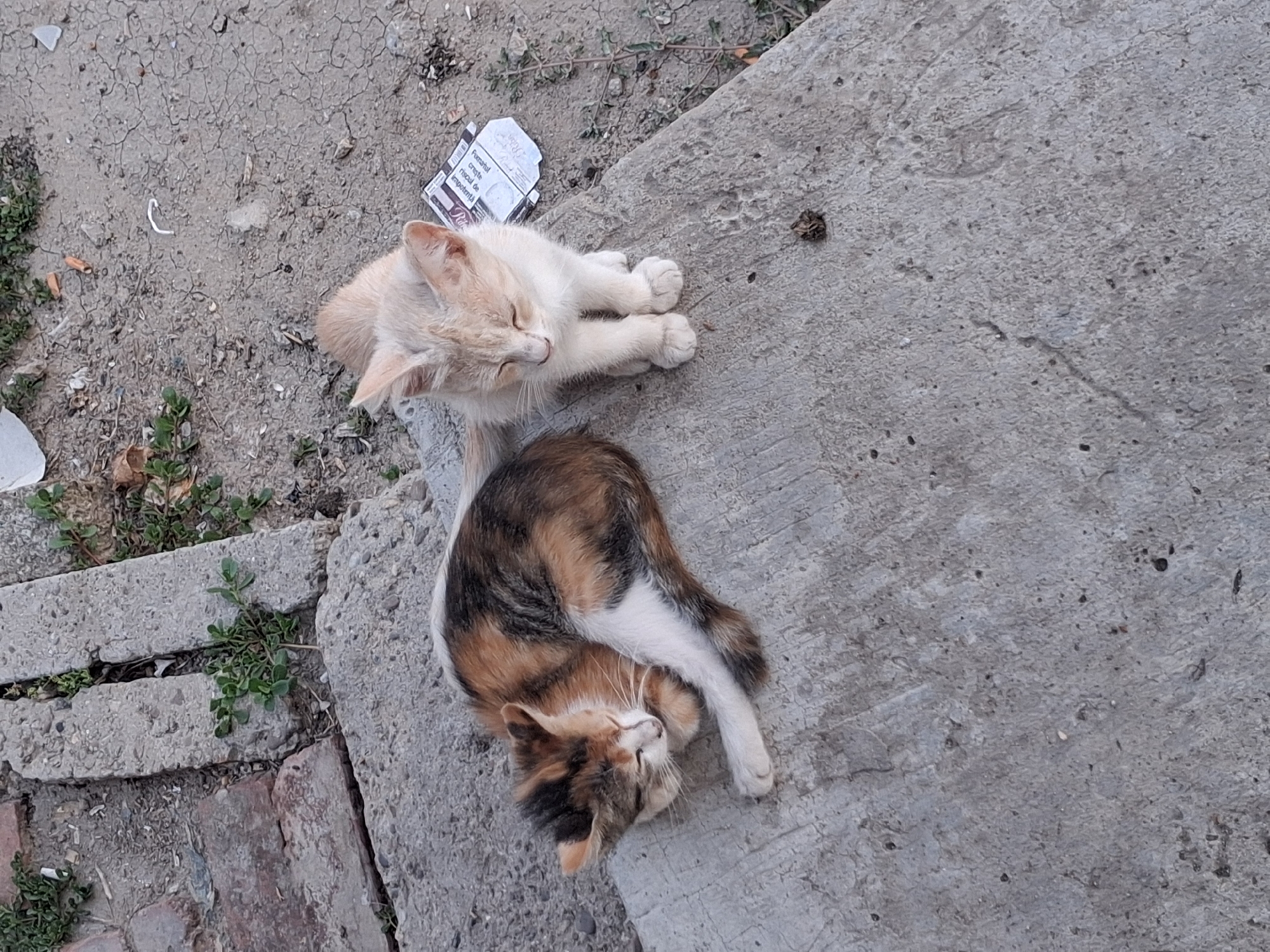 Two kittens are resting on a concrete surface in Geamăna, Moldova. One kitten, a calico, is curled up asleep on its side. The other kitten, a pale orange color, is sitting upright with its eyes closed. In the background, there is debris scattered on the ground, including a crumpled cigarette pack. The surrounding area appears to be an outdoor urban environment.