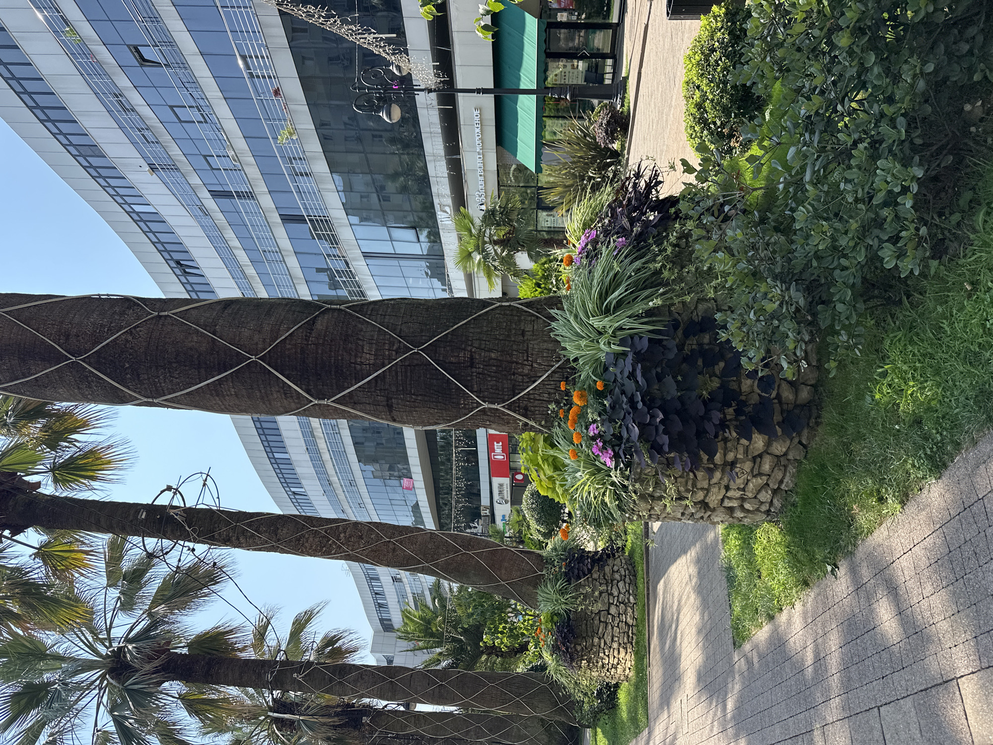 The image depicts a street scene in Sochi, Russia, characterized by a row of palm trees lining a paved walkway. The palm trees are adorned with netting, and their bases are surrounded by stone planters filled with vibrant flowers and lush greenery. In the background, a modern, multi-story building with a curved facade and numerous windows dominates the skyline. The building's exterior is a mix of white and reflective glass. A street lamp and some decorative string lights are visible, suggesting a commercial area. The lighting and shadows indicate a sunny day. No people are visible in the frame.