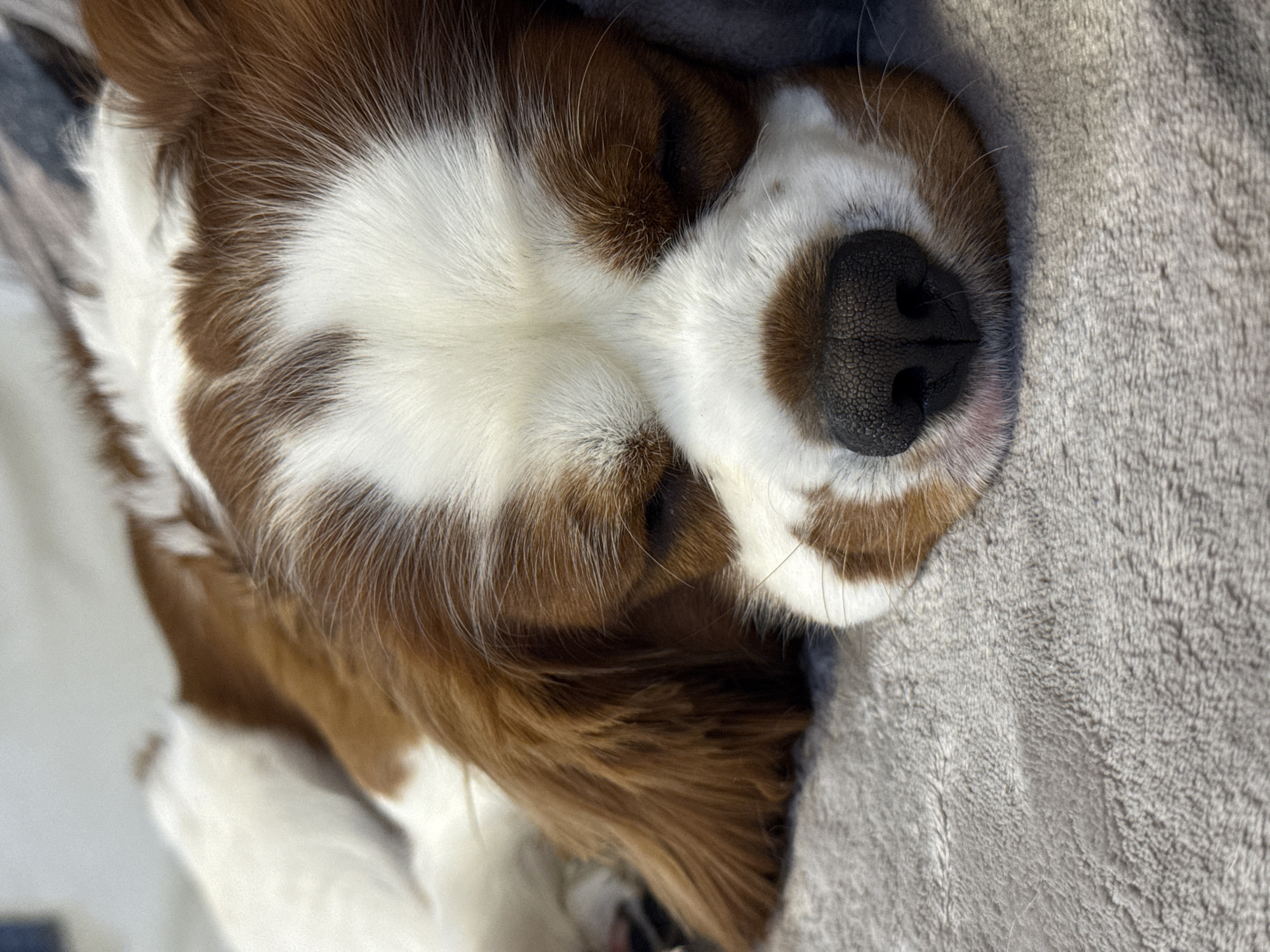 A close-up, eye-level shot shows a Cavalier King Charles Spaniel dog sleeping peacefully on a soft, gray textured blanket. The dog's head is resting on its paws, and its eyes are closed. The dog has a white blaze down its nose, with chestnut brown markings around its eyes and ears. The background is out of focus, but appears to be a soft surface, possibly a bed or couch. The lighting is soft and natural. The image is taken indoors, and the setting is domestic. There is no indication of the city of Dobrich, Bulgaria.
