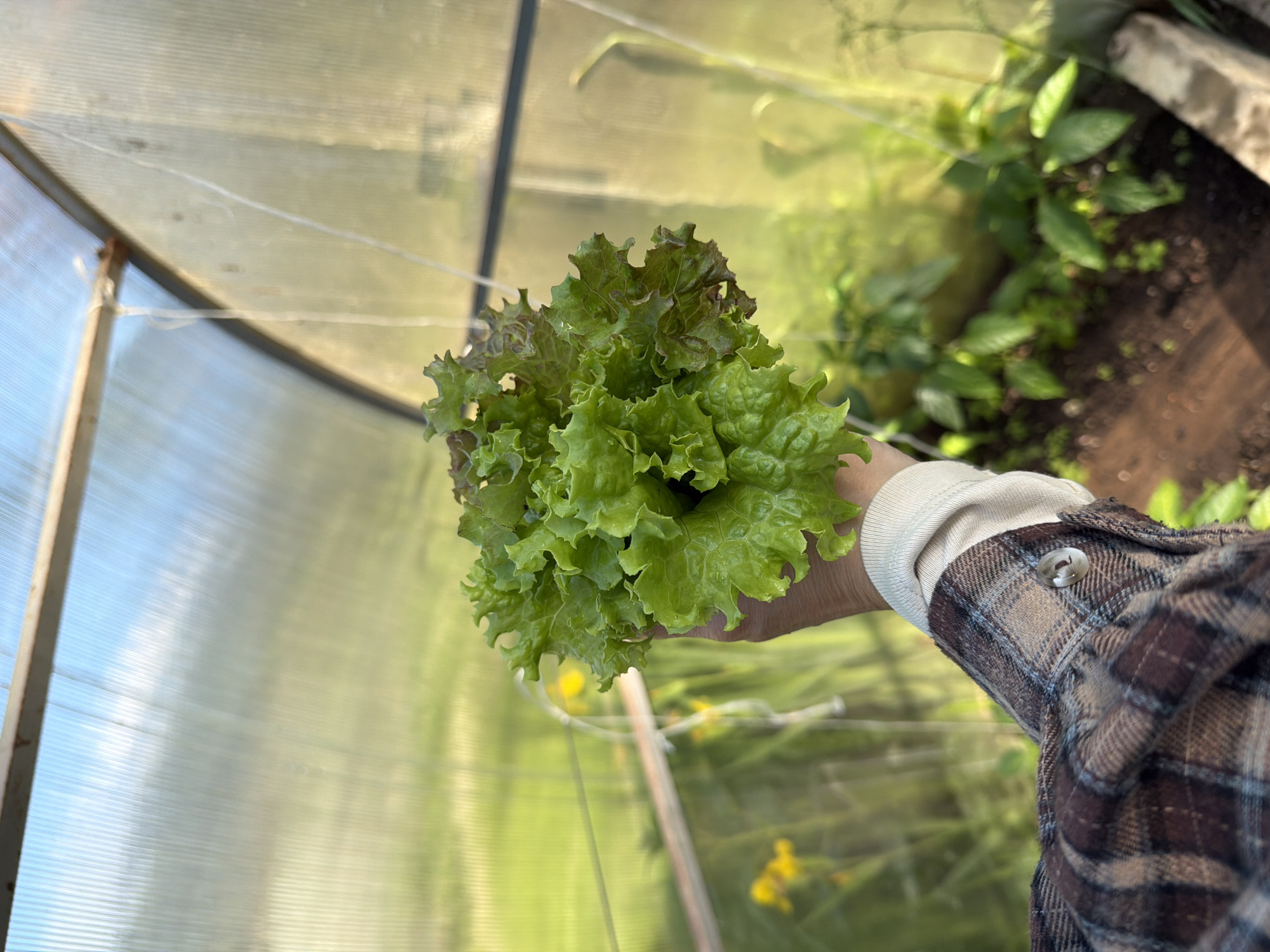 The image presents a close-up perspective of a person's hand holding a lush bunch of freshly harvested lettuce inside a greenhouse. The lettuce exhibits a vibrant mix of green, ruffled leaves and some with reddish-brown edges, suggesting different varieties.
The visible arm wears a brown, beige, and light blue plaid shirt, over a light-colored, possibly cream, long-sleeved undershirt. A single button on the cuff of the plaid shirt is noticeable.
The background reveals the interior of a greenhouse or polytunnel, constructed with translucent, corrugated plastic sheeting that diffuses sunlight, creating soft shadows and bright areas. Structural elements, likely metal or wooden frames, are visible, particularly along the left edge. Thin strings or wires crisscross the upper part of the enclosure, possibly for plant support.
Inside the greenhouse, other green plants grow in dark soil, confirming an active cultivation environment. In the softly blurred distance, hints of yellow flowers add to the natural setting. The bright, even lighting suggests it is daytime, likely during a sunny period. The scene depicts a moment of harvest or appreciation for fresh produce grown in a controlled environment, which is particularly relevant in regions like Прикамский, Russia, where greenhouses extend the growing season. No visible text is present in the image.