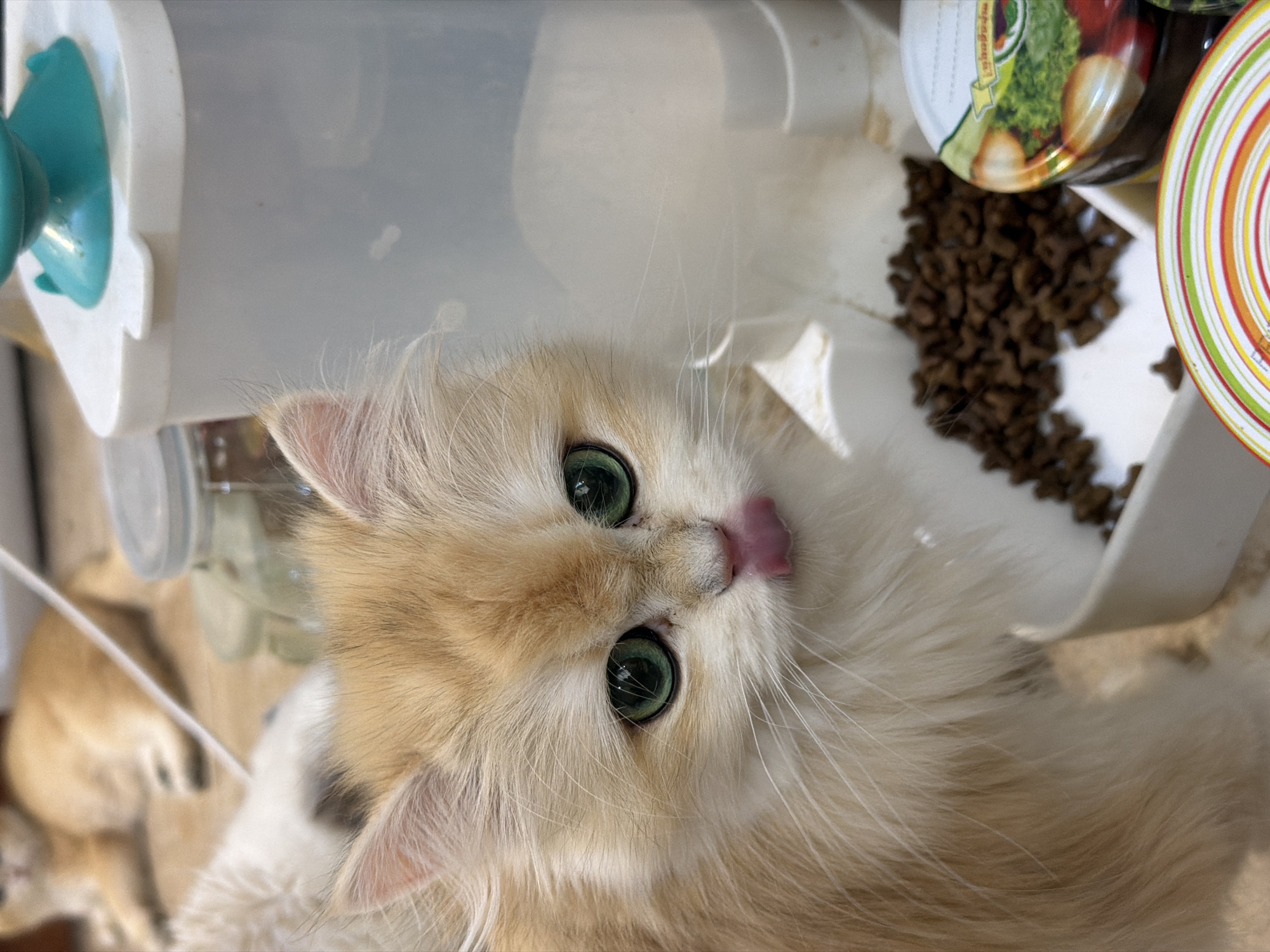The image shows a close-up of a fluffy, light orange cat with large green eyes and a pink tongue sticking out. The cat is looking towards the camera, positioned in front of a white food dispenser. To the right of the dispenser, there are two jars with colorful lids, one featuring an image of produce. In the background, a blurry image of another orange cat can be seen lying down, and part of a glass jar with a metal lid. The setting appears to be indoors, possibly a home, with a light-colored floor. There is no indication of the city of Dnipro, Ukraine, in this image.