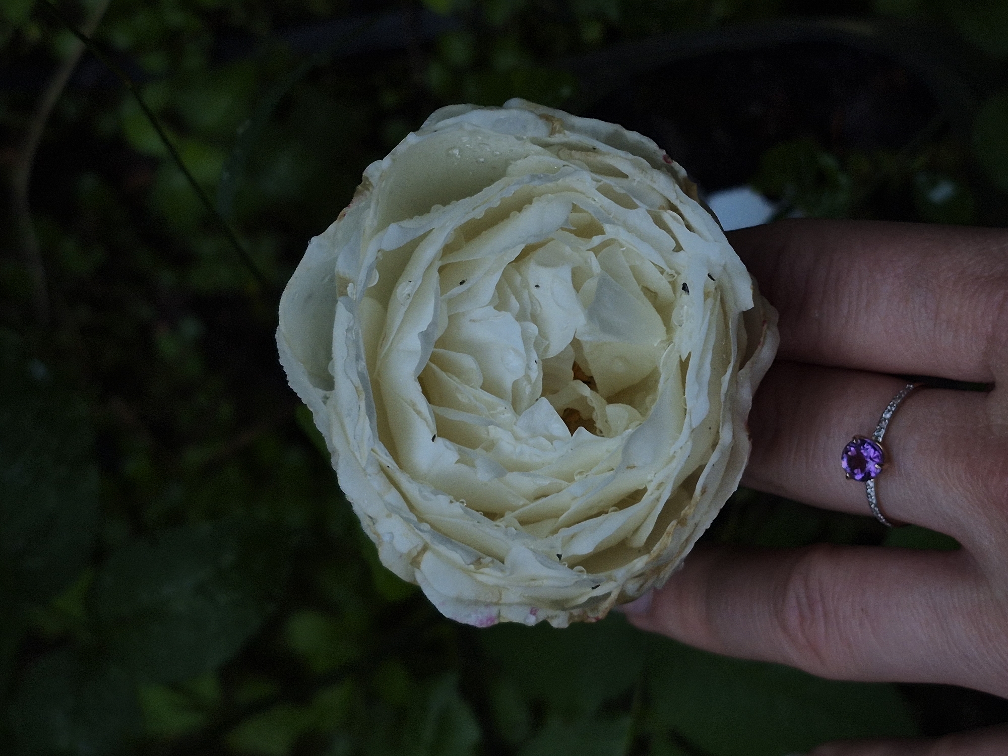 A close-up, overhead shot captures a partially opened white rose with water droplets on its petals, held by a hand with a ring. The rose is the central subject, with its layered petals unfurling inward. The hand, positioned in the lower left quadrant, wears a delicate silver ring with a small, round purple gemstone and a band of tiny clear stones. The background is a dark, blurred wash of green foliage, suggesting an outdoor garden setting. The lighting is dim and natural, creating a soft, slightly moody atmosphere. The image appears to have been taken in Астра-1 Днт, Russia, likely in a private garden or outdoor space.