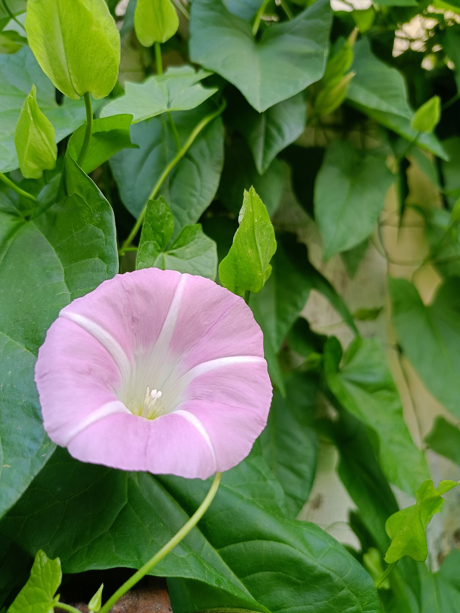 A close-up, slightly elevated shot shows a single pink and white bindweed flower in full bloom. The flower is centrally located and opens outwards in a trumpet shape, with delicate white stripes radiating from its center. Surrounding the bloom is a dense foliage of lush green leaves, some of which are unfurling or tightly coiled. The background is a mottled, pale surface, possibly a wall or fence, with some out-of-focus greenery. The image is likely taken outdoors in a garden or natural setting. The specific location in the city of Бархатово, Russia is not evident from the visual information provided.