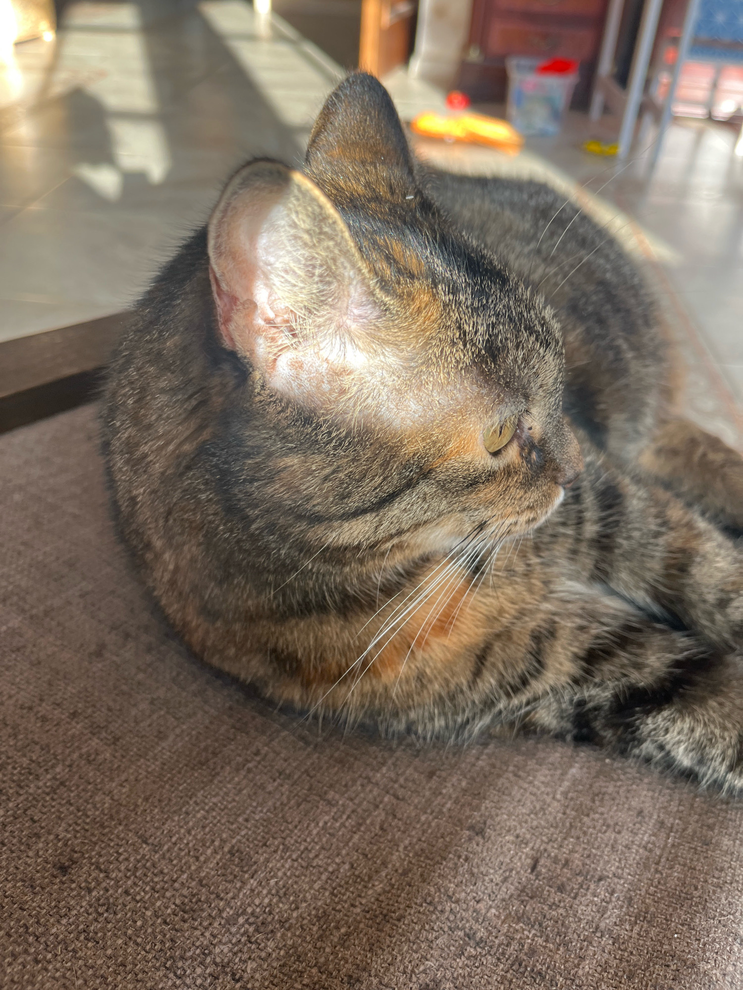 A tabby cat with brown and black fur is lying on a brown fabric surface. The cat's head is turned to the right, with its yellow eye visible. Sunlight is casting shadows across the floor in the background, which appears to be tiled. In the blurred background, there are some pieces of furniture and toys, suggesting an indoor setting. There is no discernible information about the location being in the city of Vladimirovka, Russia.