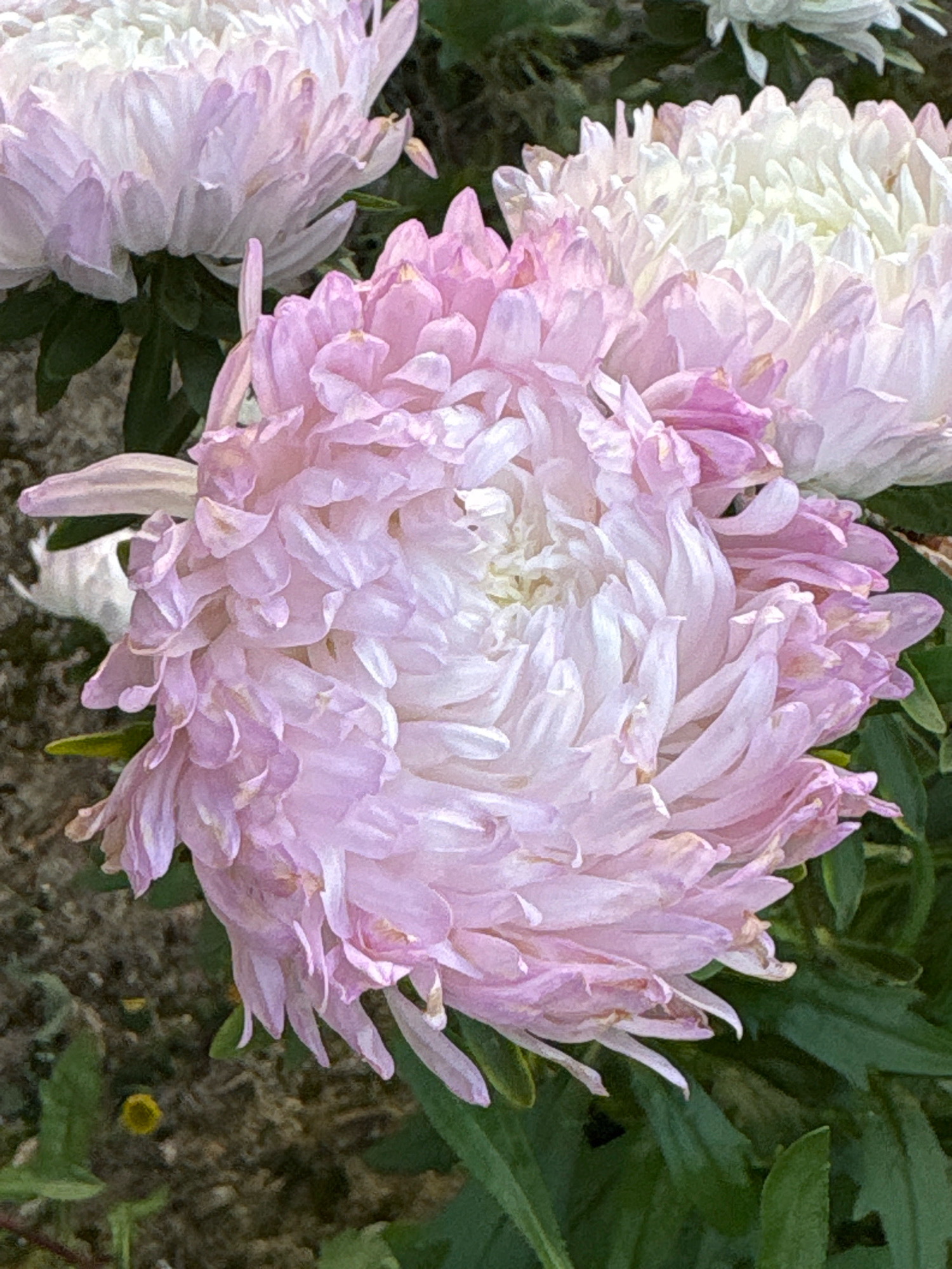 A close-up, overhead shot captures two large, fluffy chrysanthemum flowers in the foreground, with a third blurred in the background. The dominant flower, in the center, displays a gradient of color, transitioning from soft pink at the edges to a pale white at its center. Its numerous petals are curled and layered, creating a textured appearance. To its left, another flower exhibits similar pink and white petals. The background is a mix of green foliage and a mottled gray surface that appears to be soil or gravel. The lighting is bright, creating highlights on the petals. The image does not contain any people or discernible actions. The location is stated to be Murakino, Russia, although there are no specific landmarks to confirm this.
