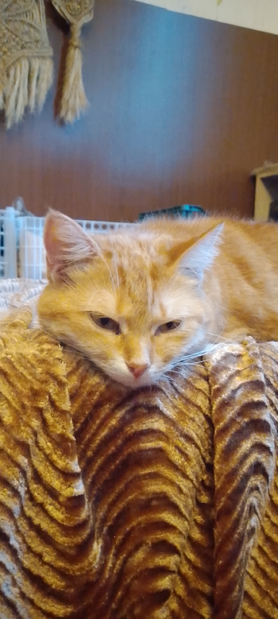 The image shows a ginger cat with green eyes lying on a brown, fuzzy blanket with a striped pattern. The cat's head is resting on its paws, and its eyes are partially closed. In the background, there is a wall with some decorative elements hanging on it. A white wire basket is visible to the left of the cat. The environment appears to be indoors, possibly in a home. The image does not provide any information about the location in the city of Belgorod, Russia.