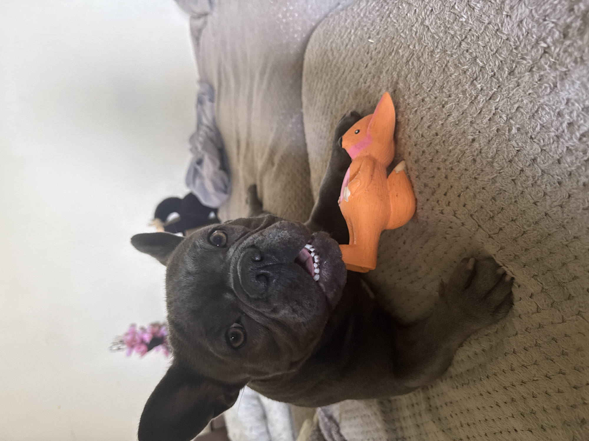 A French bulldog is lying on a textured beige blanket, holding a small orange toy in its mouth. The dog has dark grey fur, large erect ears, and its mouth is slightly open, revealing its teeth. In the background, there are blurry objects including what appears to be a pink flower arrangement and rumpled light blue fabric. The scene is indoors, with a white wall visible in the upper portion of the image. No specific location in Sofia, Bulgaria can be determined from the provided image.