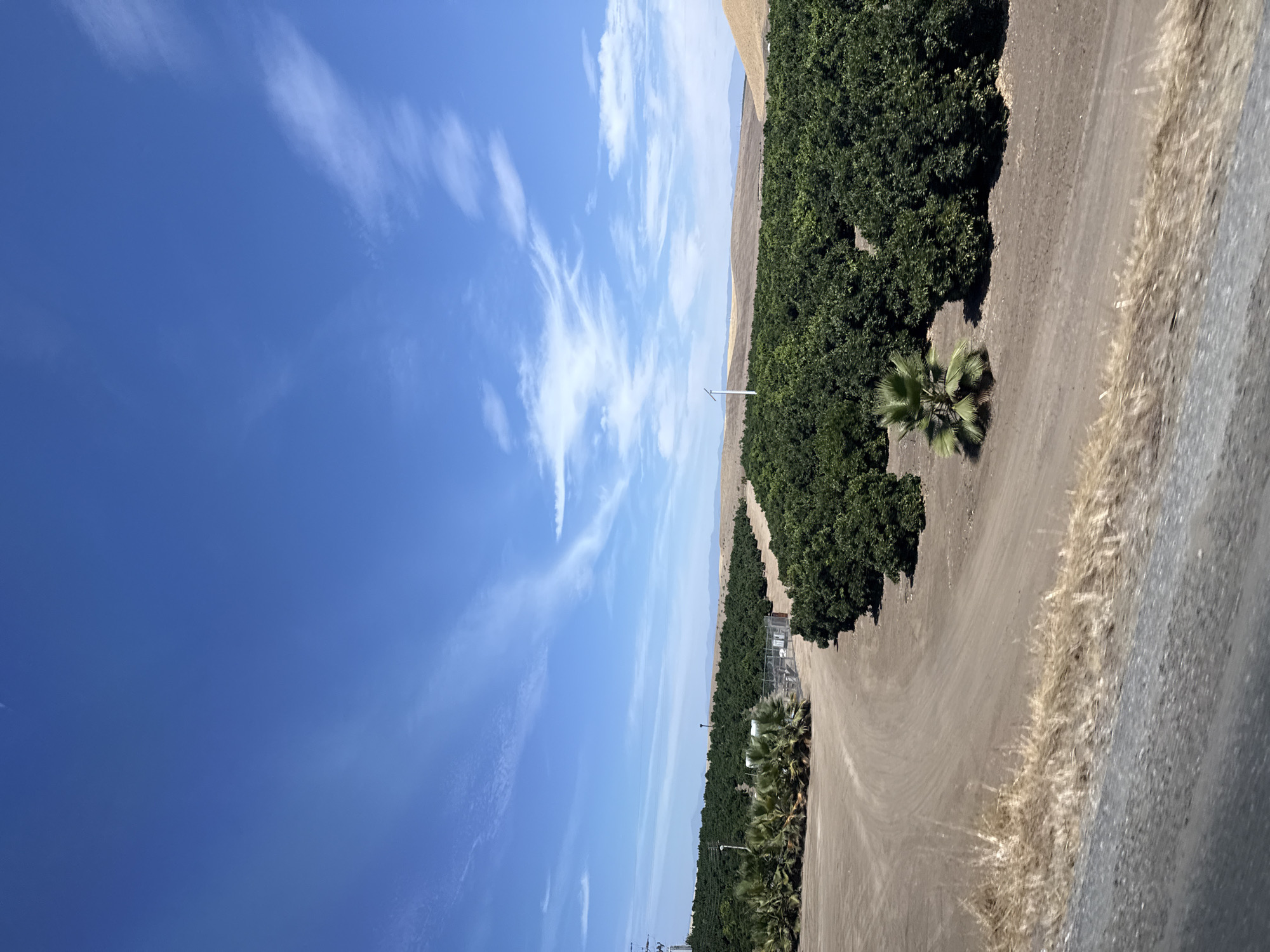 The image captures an agricultural landscape under a bright blue sky with wispy clouds. In the foreground, a dirt road curves through dry, brown grass and a gravelly surface. Further back, rows of lush green trees, likely citrus groves, stretch across the frame, characteristic of the agricultural industry in McFarland, California. The groves are neatly planted, creating a dense canopy. A solitary palm tree stands out among the rows of trees. In the distance, rolling, arid hills form the horizon, with a white structure, possibly a small wind turbine or a utility pole, visible against the sky. A power line tower is also present on the left side of the image. The scene depicts a rural, agricultural setting during the daytime.