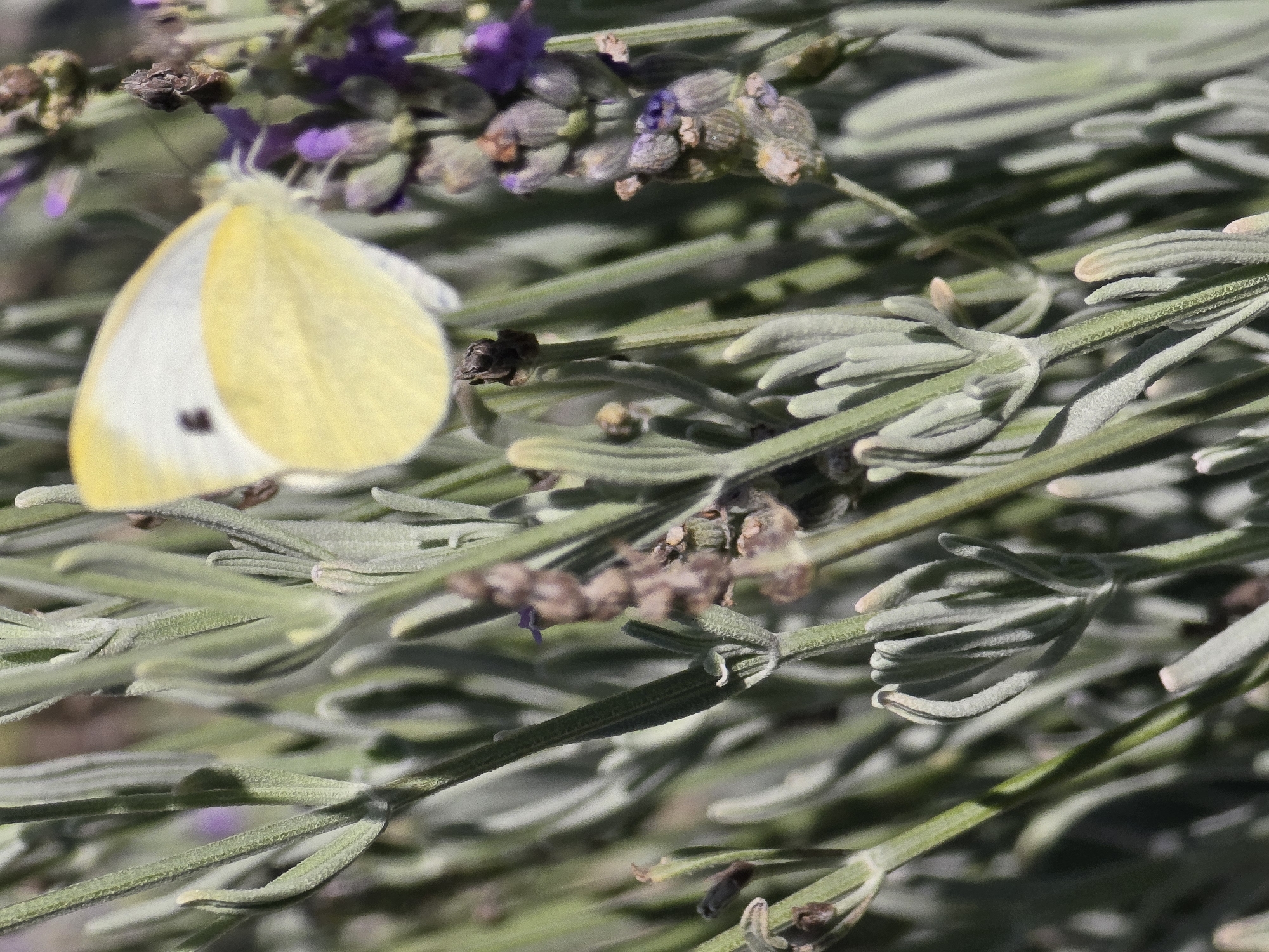 A close-up, eye-level, vertical shot showcases a small, pale yellow butterfly with black markings on its wings resting on a cluster of lavender stalks and flowers. The butterfly is positioned slightly left of center, with its wings partially open, revealing its detailed patterns. The lavender plants are predominantly green with some purple buds and dried seed heads, creating a textured background. The lighting appears to be natural daylight, casting soft shadows and highlighting the delicate features of both the butterfly and the plants. The image is in sharp focus on the butterfly and the surrounding lavender, with the background gently blurred, drawing attention to the main subject. The scene is set in a garden or natural environment, typical of outdoor spaces in Podgorica, Montenegro, where lavender is often cultivated for its aromatic properties and aesthetic appeal. No people are visible in the frame.