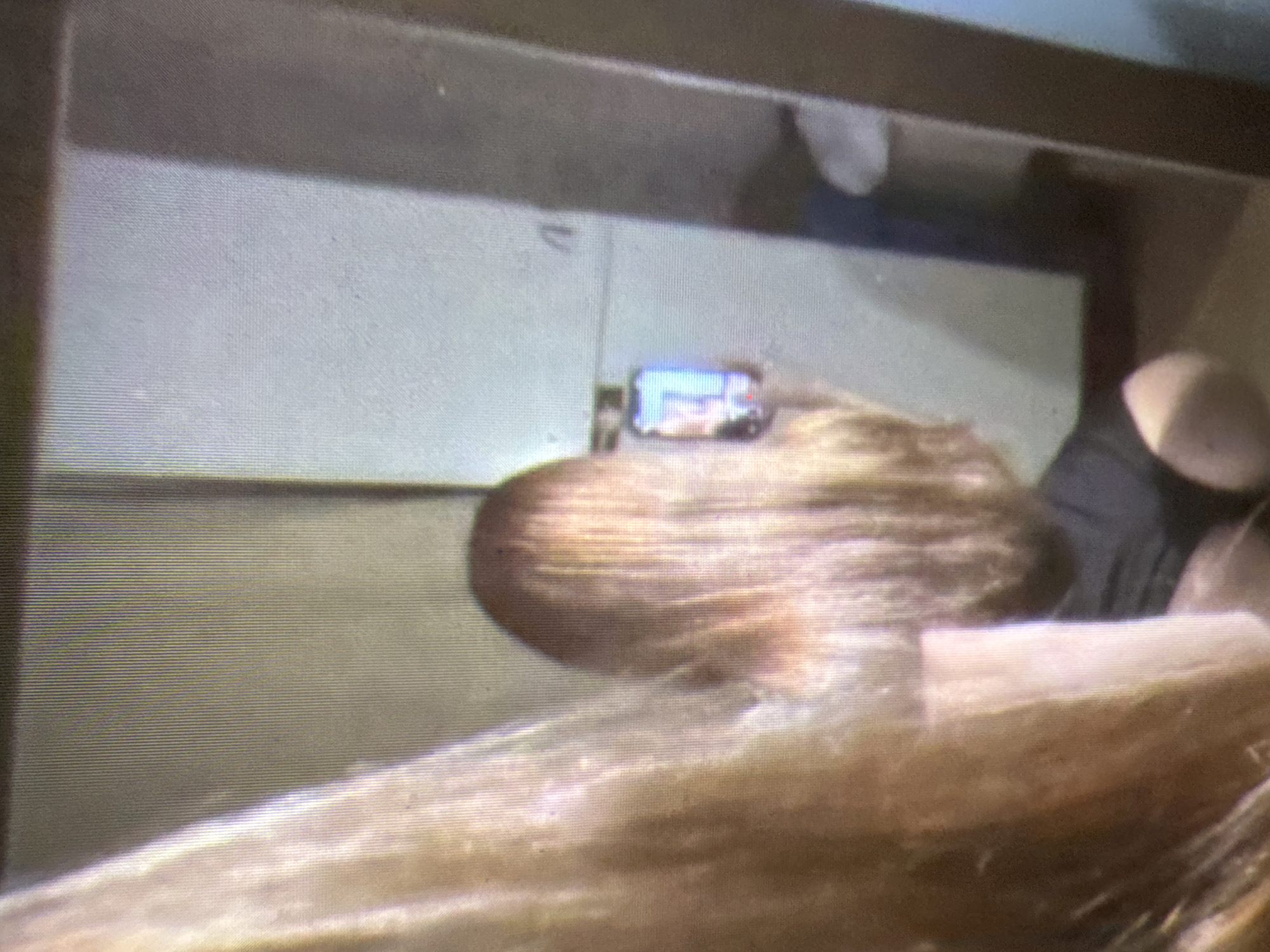 A person is taking a selfie in a mirror. The person has long, blonde hair and is wearing a black top. They are holding a smartphone in their right hand, which is reflecting an image on the phone screen. The background appears to be a room with a light-colored wall and a dark-colored doorway or partition. The image is grainy and has a low resolution. The location is unknown, as there are no identifying features of Castelo Branco, Portugal.