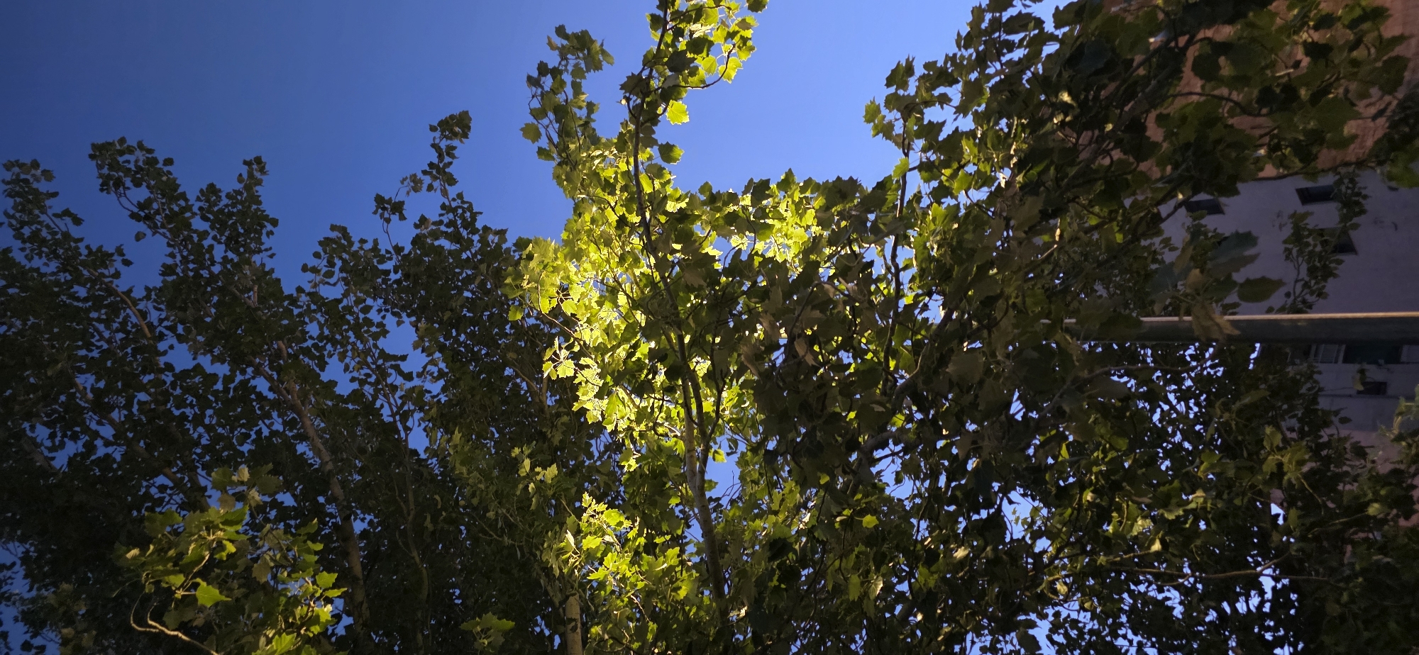 The image shows a view looking up through the branches and leaves of trees against a clear blue sky. Some of the leaves are illuminated by a warm light source, creating a contrast with the darker, shaded foliage. In the lower portion of the image, the top of a building and a vertical pole are visible, partially obscured by the leaves. The scene suggests an outdoor setting, possibly a park or street in a city, with vegetation and urban elements present. No people are visible in the image. The lighting suggests it may be late afternoon or early evening.