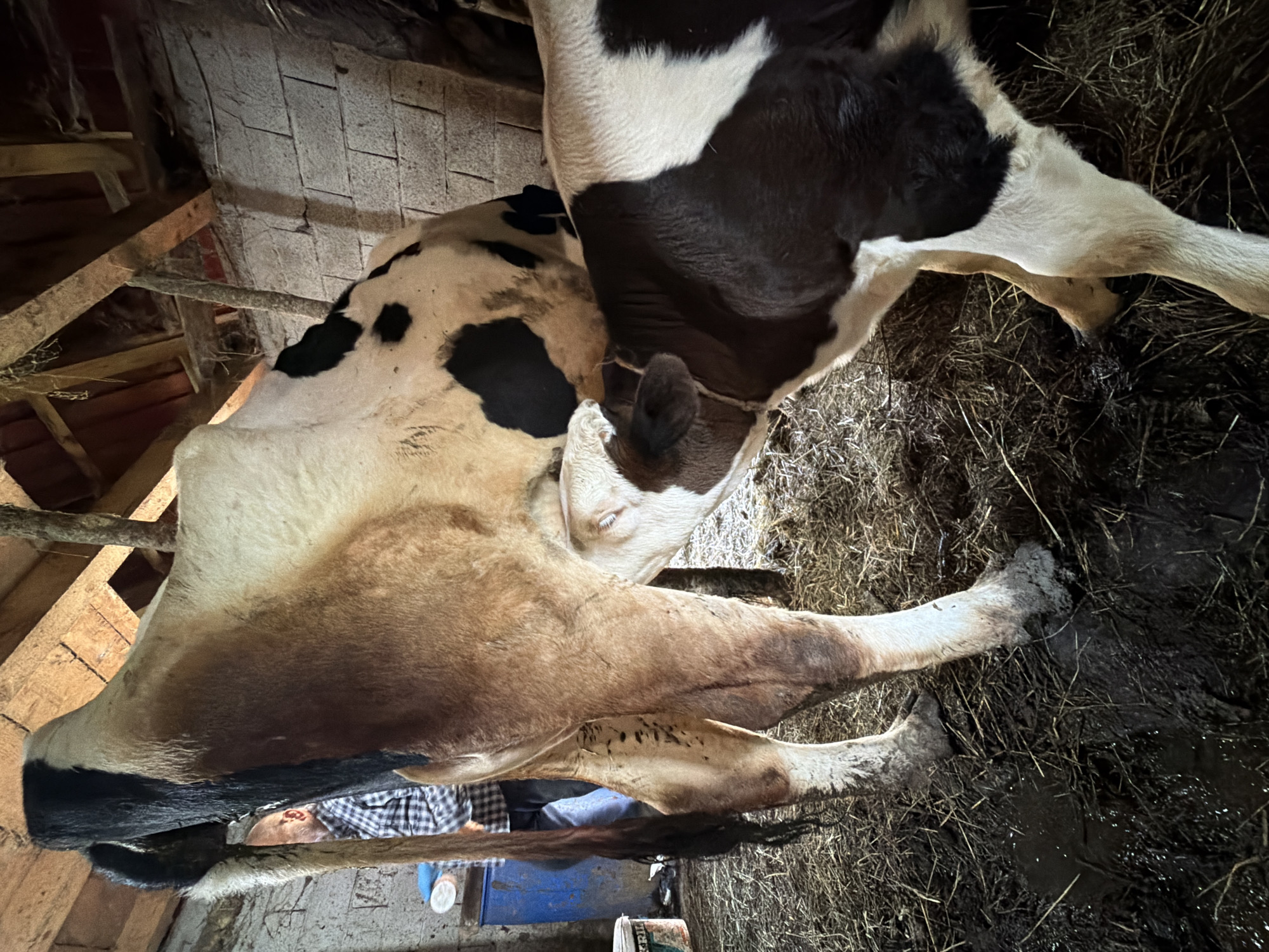 The image depicts a rustic scene inside a dimly lit barn or stable in Miloševići, Montenegro. Two cows are the central subjects: a larger, mature cow with black and white patches, and a smaller, similarly colored calf lying on the ground. The larger cow stands over the calf, appearing to nudge or nuzzle it, suggesting a moment of care or interaction.
The calf is positioned on a matted bed of straw and wet, muddy ground, with its hind legs partially visible and covered in mud. A person wearing a blue and white checkered shirt is partially visible behind the larger cow, their face partly obscured, observing the animals or attending to them.
The setting is characterized by rough wooden beams and planks forming parts of the ceiling and wall structure, giving it an old, functional appearance. A textured stone or concrete wall is also visible in the background. The ground is a mix of straw, mud, and standing water. A blue container, a smaller white container, and a feed bag with partially legible text (possibly "FRIL...") are present near the person. The lighting is low, typical of an indoor barn environment, implying either limited natural light or artificial illumination. The scene conveys a quiet, intimate moment within an agricultural setting.