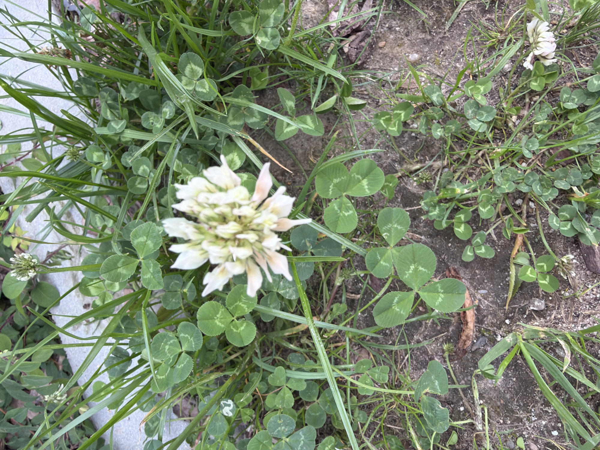 A close-up, eye-level shot focuses on a white clover flower in a patch of grass and clover. The flower, centered in the frame, is creamy white with subtle pinkish undertones, its petals clustered tightly. Surrounding the flower are numerous clover leaves, predominantly three-lobed, with some showing faint V-shaped markings. The ground beneath is a mix of soil, small pebbles, and scattered dry leaves. Blades of grass, some taller than the clover, are interspersed throughout the scene, creating a natural, slightly unkempt ground cover. In the upper left, a portion of a light gray, textured surface, possibly a concrete path or curb, is visible. There are no people or animals present in the image. The scene appears to be outdoors, in a green space within the city of Łódź, Poland.