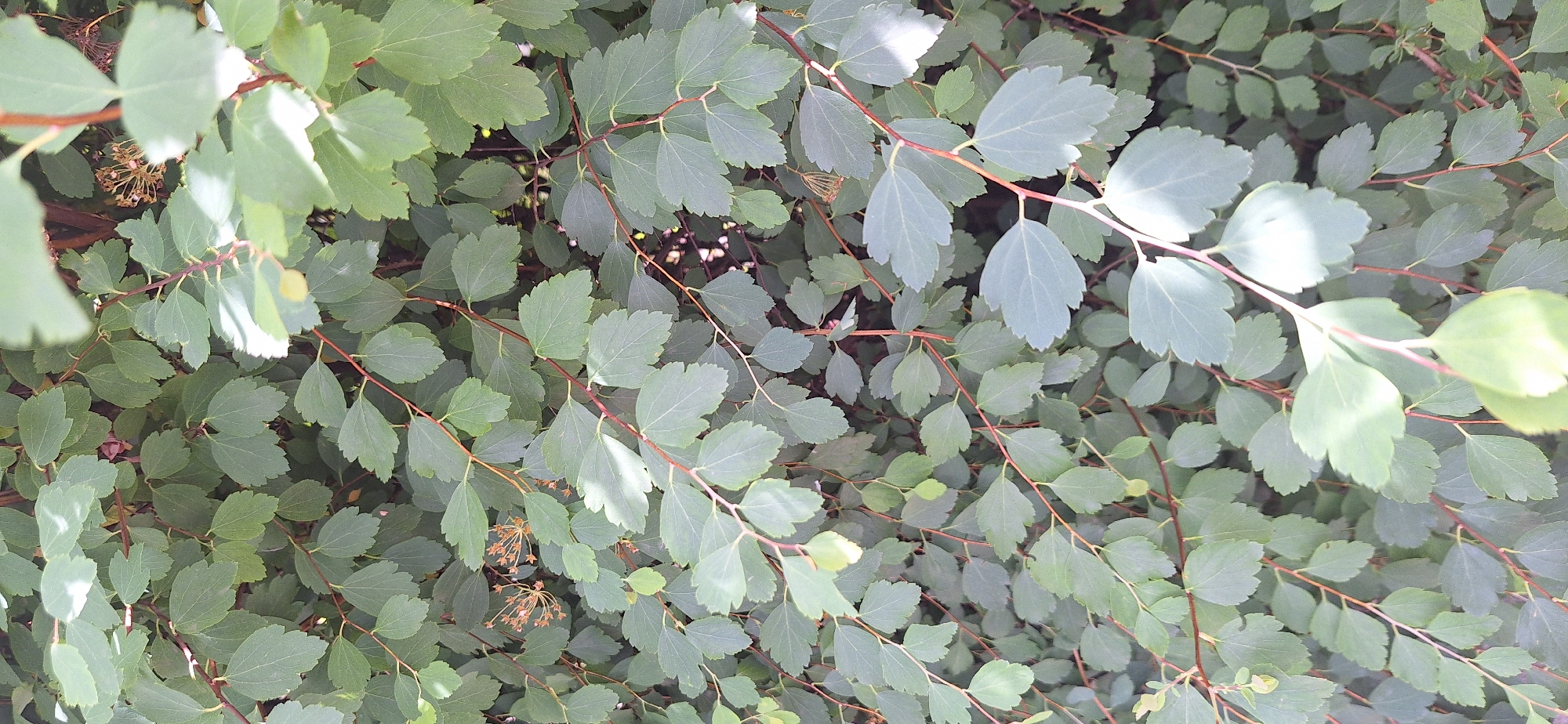 This image shows a close-up view of a dense shrub with numerous oval, serrated, green leaves and thin, reddish-brown stems. The leaves are arranged alternately along the branches. Some of the leaves are catching sunlight, creating bright highlights and casting shadows. In the upper right and middle portions of the image, there are small clusters of dried, star-shaped seed heads. The background is filled with more foliage, suggesting a dense, leafy environment. There are no people, animals, or man-made structures visible in the image. The scene appears to be outdoors, likely in a park, garden, or natural area.
