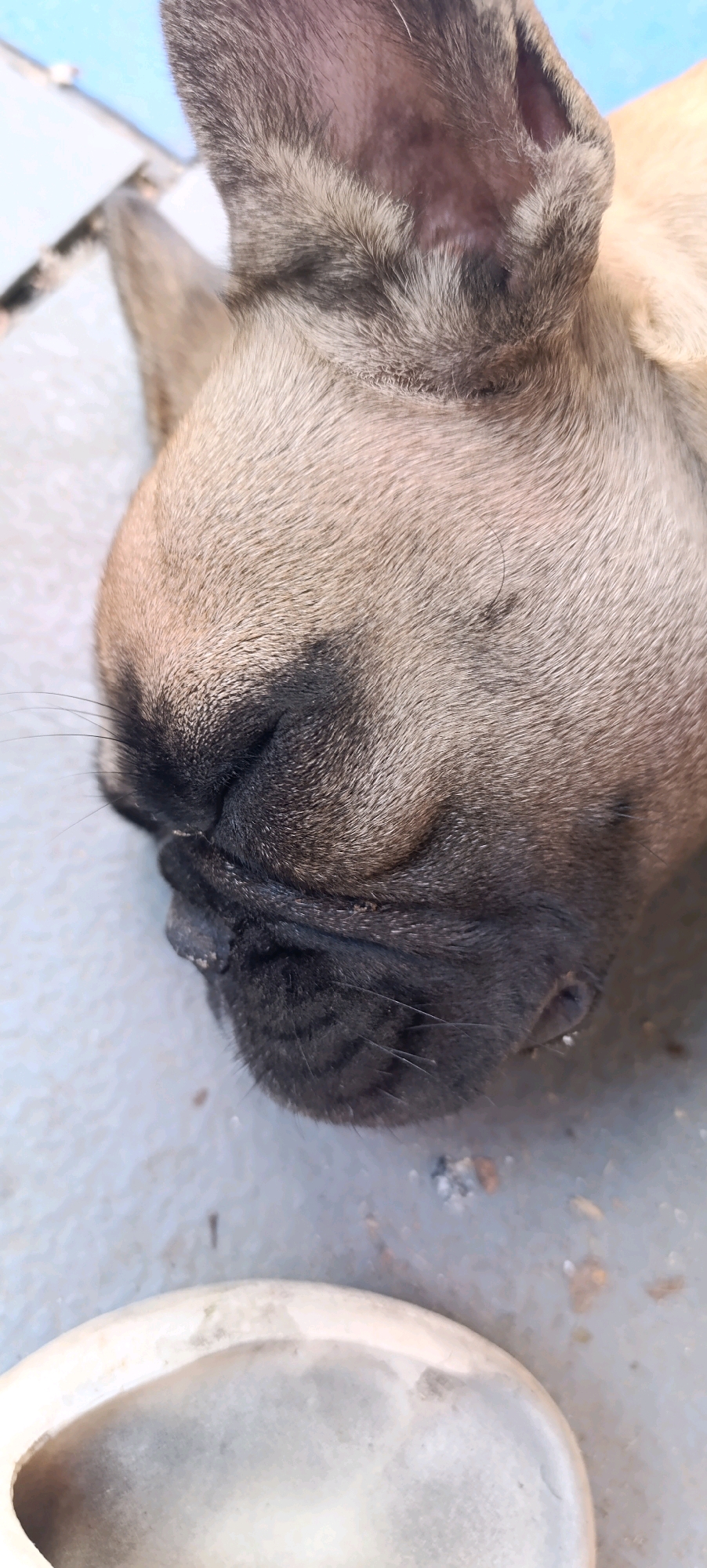The image shows a close-up, eye-level, overhead shot of a fawn-colored French bulldog sleeping. The dog's head is angled downwards, with its eyes closed and its nose and muzzle prominent in the frame. The fur is short and appears soft. The dog is lying on a light-colored, textured surface that could be pavement or concrete. In the lower left corner of the image, a portion of a light-colored, rounded object, possibly a bowl or planter, is visible. The background is out of focus and appears to be a light blue color, potentially indicating a sky or a brightly lit surface. There is no indication of the city of Zaliznyi, Russia, in the image.