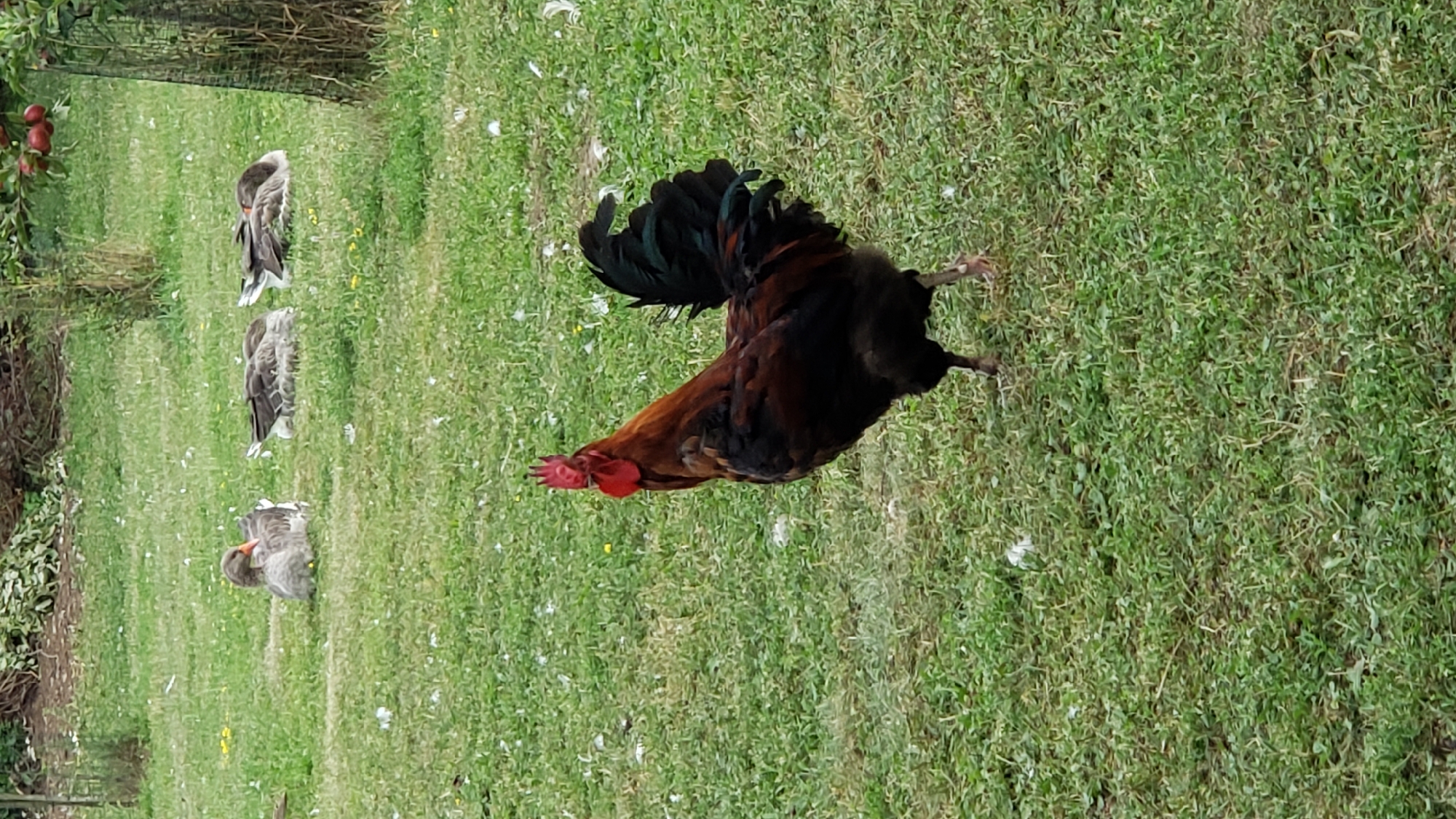 In a grassy outdoor area, a rooster stands on the left side of the frame, facing slightly to the right. The rooster is primarily brown and black with a prominent red comb and wattle. In the background, several geese are present. One goose sits on the left, while two others are lying down to the right of it. The environment appears to be a garden or farm, with green grass covering the ground and some foliage and trees visible in the background. The lighting suggests it is daytime, possibly overcast. The image does not contain any identifiable landmarks or features that would pinpoint its location within the city of Prešov, Slovakia.