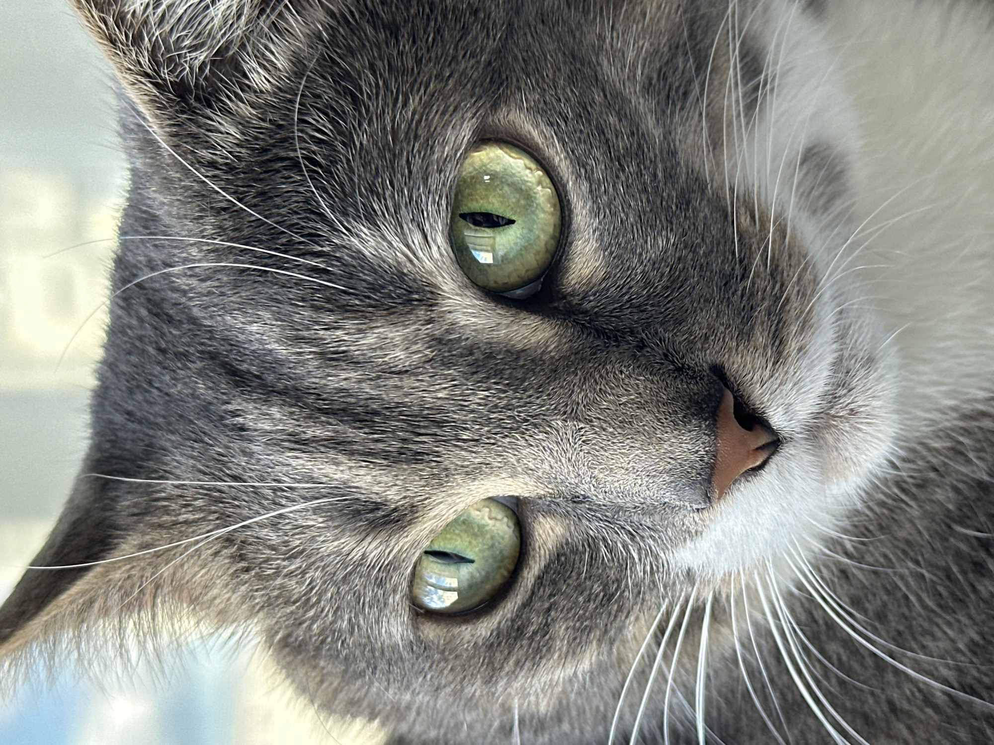 A close-up, eye-level shot shows the face of a domestic cat. The cat has grey and white fur, with green eyes and a pink nose. The cat is looking towards the left of the frame. The background is blurred and appears to be an indoor environment, possibly near a window with natural light.