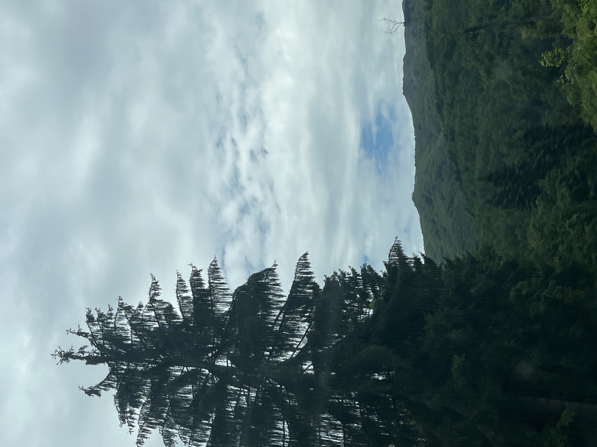 The image depicts a landscape in Barziya, Bulgaria. The sky is overcast with white and grey clouds, showing patches of blue. A tall, dark evergreen tree is in the foreground, its branches appearing windswept. To the right of the tree is a mountain covered in lush, green vegetation. A bare tree is visible atop the mountain.
