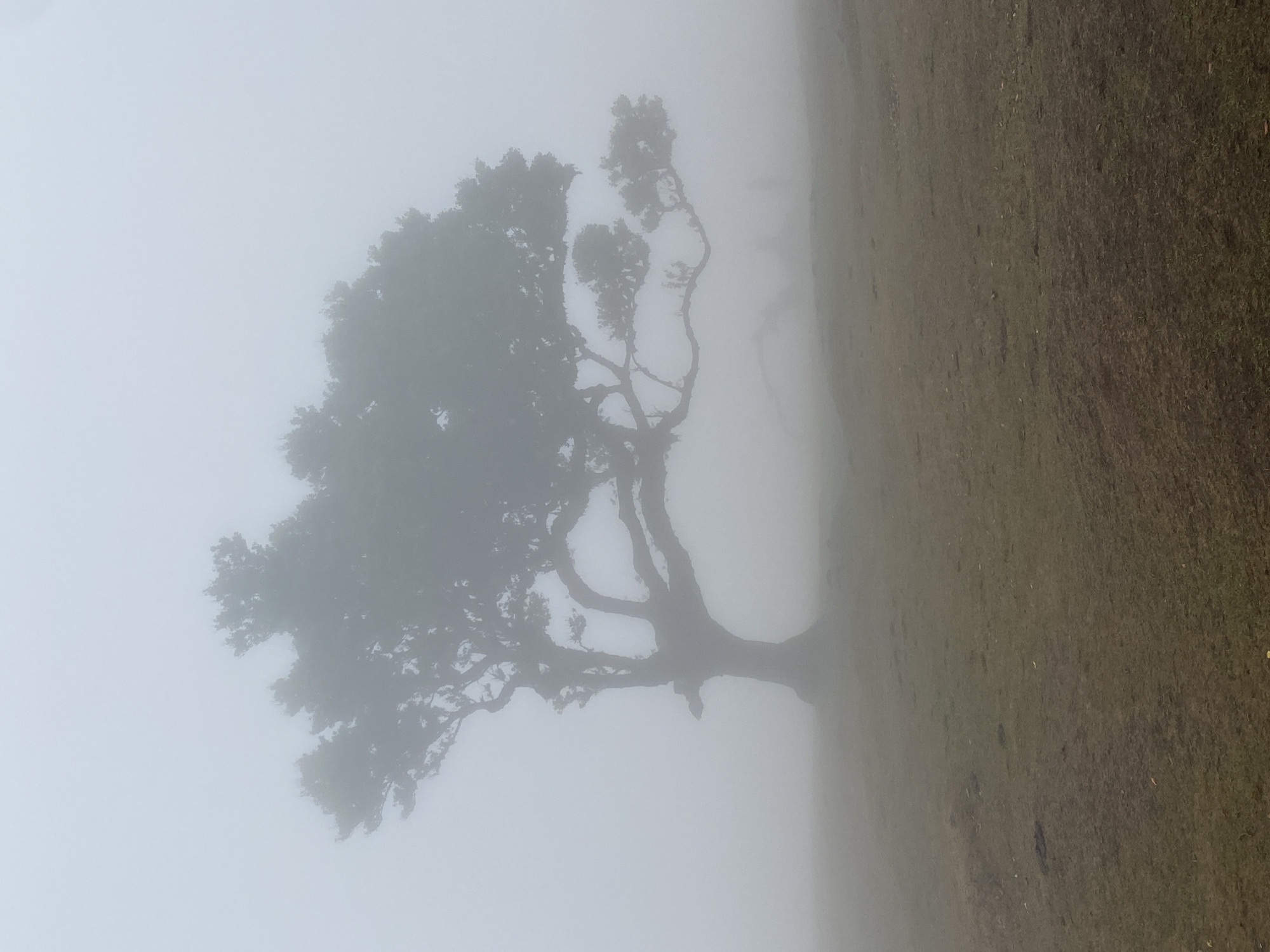 The image depicts a solitary, old tree silhouetted against a thick fog in Porto Moniz, Portugal. The tree is the dominant subject, its gnarled branches spreading wide and its trunk thick and textured. Its leaves are dense but softened by the pervasive mist. The ground is covered in low-lying, brown vegetation, suggesting a natural landscape rather than an urban park. The fog creates an ethereal atmosphere, obscuring the background and giving the scene a sense of mystery and isolation. No people or animals are visible. The overall impression is one of quiet solitude and natural beauty, characteristic of the misty conditions often found in the region.