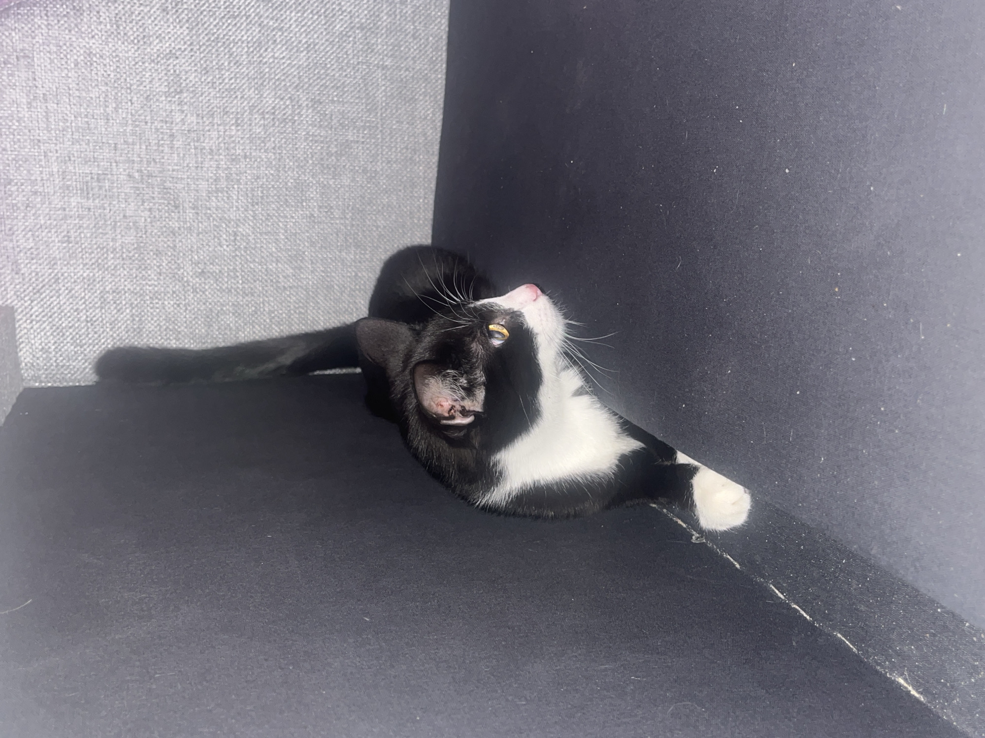 A tuxedo cat lies on a dark gray or black upholstered surface. The cat is positioned on its side, facing upwards. Its white chest fur is visible, contrasting with its black fur. The cat has one white paw extended towards a dark vertical upholstered surface. The tail of the cat extends away from its body towards a light gray textured surface. The background is blurred. The location is unknown, it cannot be determined to be Saint Petersburg, Russia.