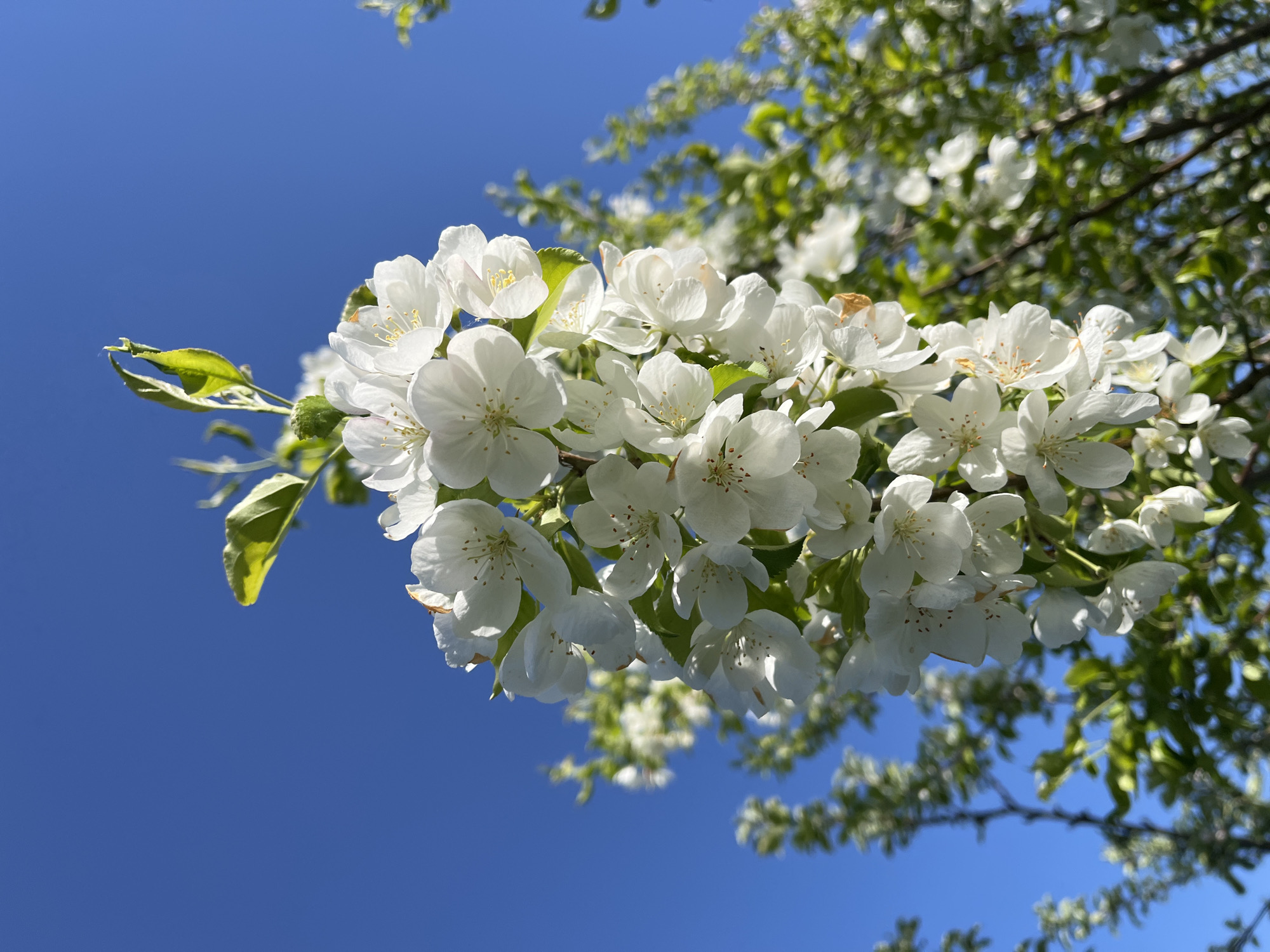 The image presents a vibrant, low-angle shot of a cluster of white blossoms on a tree branch against a brilliant, cloudless blue sky. The flowers, likely apple or crabapple blossoms, are the central subject, appearing crisp and well-defined. Each blossom features five delicate white petals and visible yellow and reddish-brown stamens at its center. Several bright green leaves are interspersed among the flowers, some sharply in focus and others gently blurred.
The background consists of a deep blue sky that takes up a significant portion of the frame, indicating clear, sunny weather. Further back, out-of-focus green foliage and tree branches suggest a larger tree or grove in bloom, characteristic of spring or early summer in locations like Зыково, Russia. The bright sunlight illuminates the flowers, highlighting their white purity and delicate structure. No people or visible text are present. The scene conveys a sense of natural beauty, freshness, and the pleasant atmosphere of a sunny day in bloom.