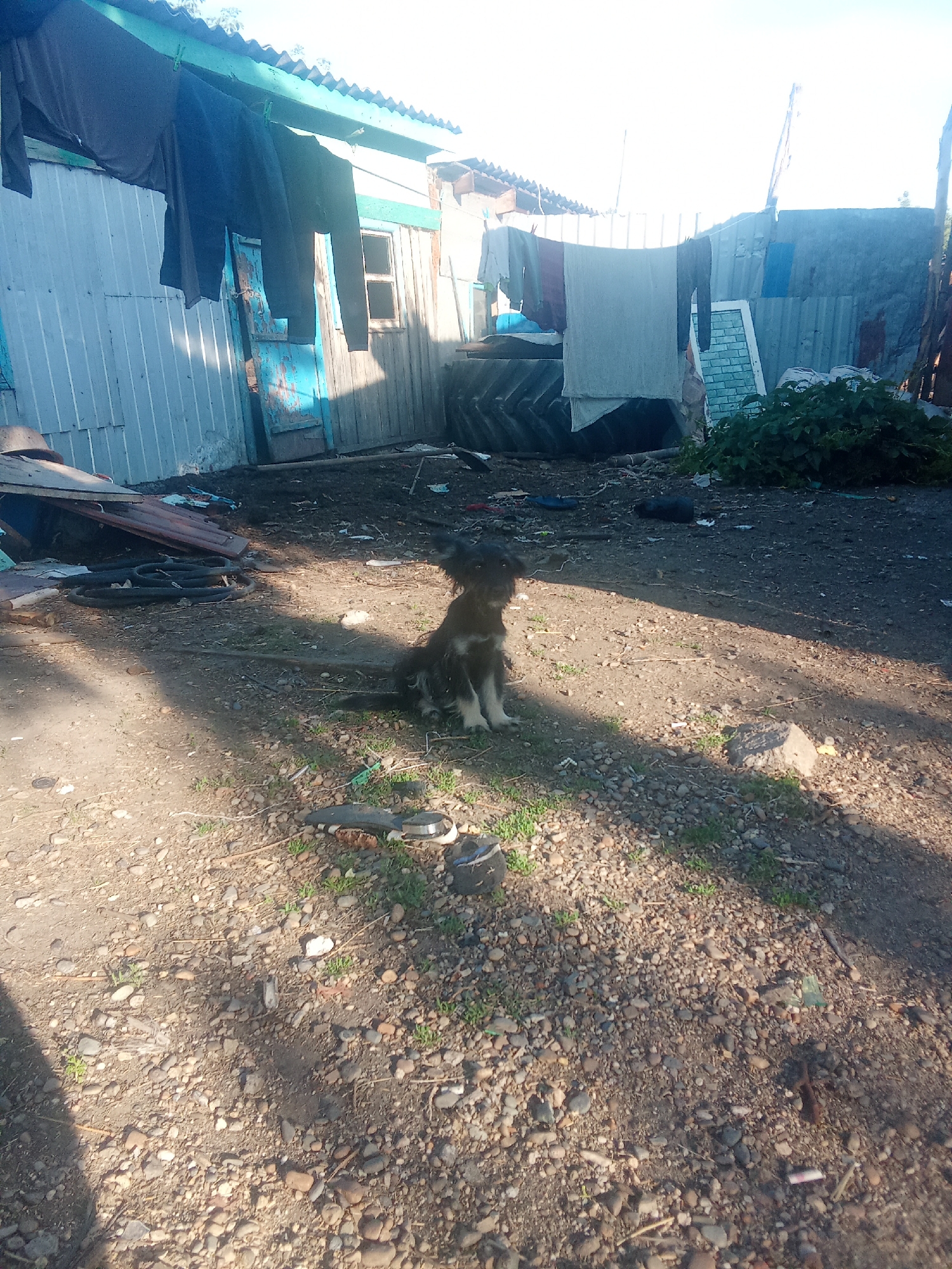 The image depicts a dog sitting in a dirt yard in front of a dilapidated building. The building appears to be constructed from corrugated metal and wood, with peeling paint and a rusty roof. Clothes are hanging on a line in front of the building, suggesting it may be a residence. The yard is littered with debris, including tires, scrap metal, and plastic. The ground is covered in dirt, gravel, and sparse patches of grass. The lighting suggests it is daytime, with shadows cast across the scene. The overall impression is one of poverty and neglect. The location in the city of Дружба, Russia is not evident from the image itself, as there are no identifying landmarks or text.
