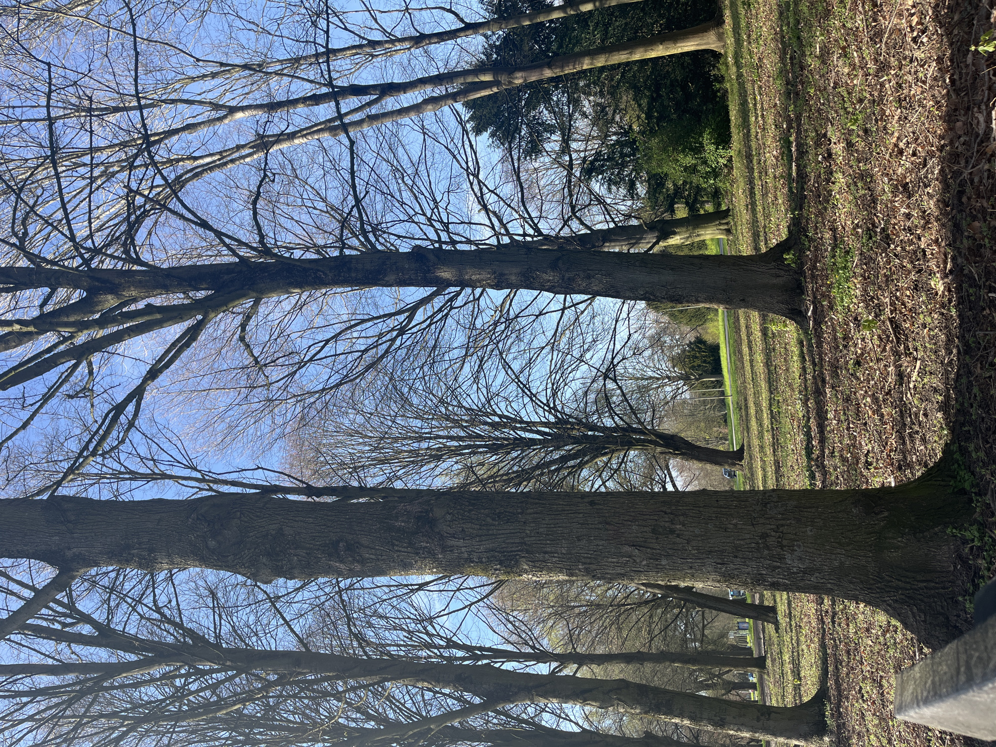 The image depicts a row of bare trees in a park setting. The tree trunks are thick and textured. The branches are intricate and leafless. The ground is covered in fallen leaves. In the background, there is green shrubbery and more trees. The sky is blue. The photo was taken in Maastricht, Netherlands, as there are several parks with similar trees, although it is not possible to identify the exact location without additional information.