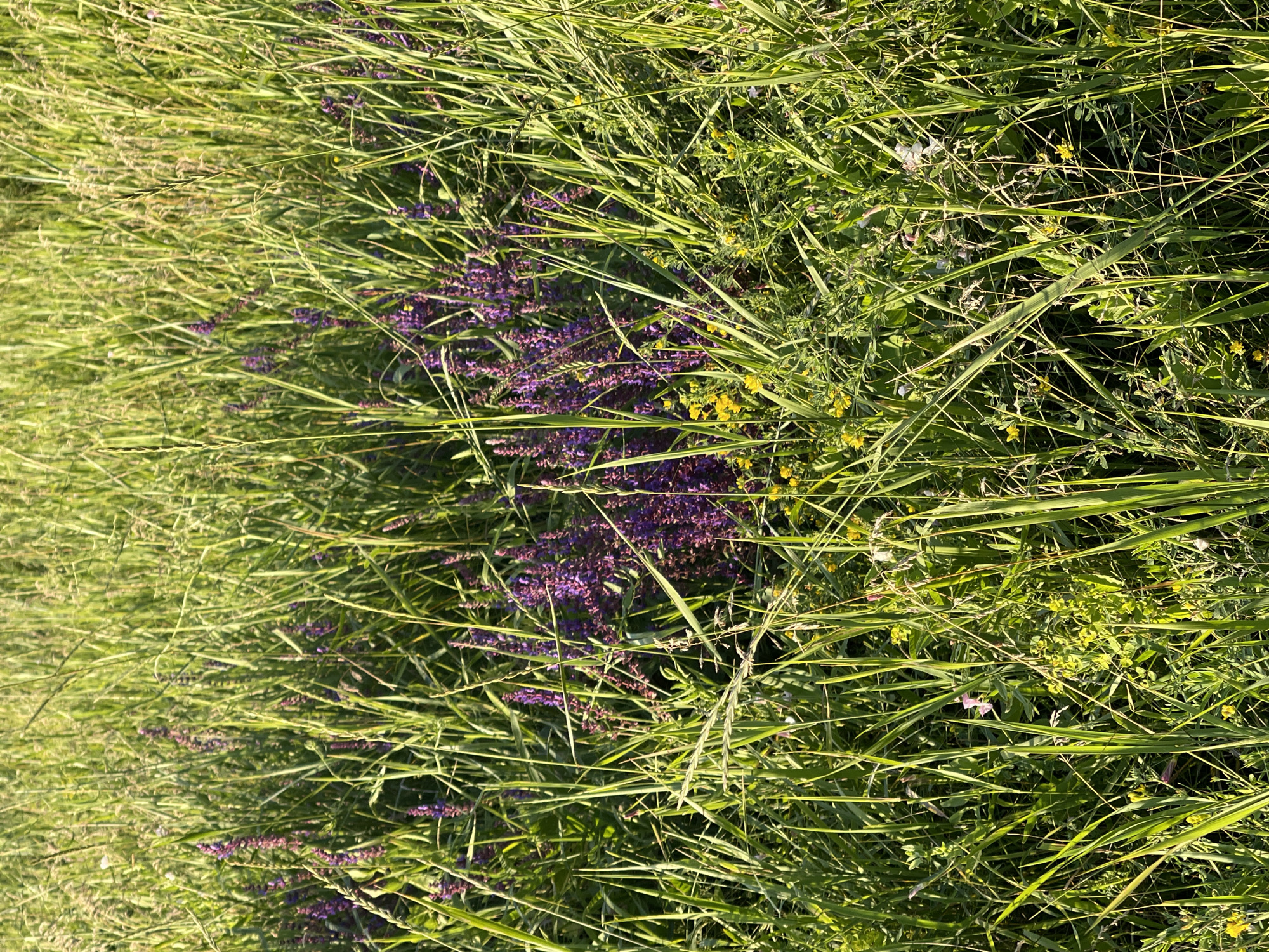 The image displays a close-up, top-down view of a lush meadow in Krasnokutsk, Ukraine. The primary subjects are various types of tall, green grass and wildflowers. Dominant among the wildflowers are clusters of vibrant purple blossoms, likely a species of Salvia, interspersed with smaller yellow flowers and a few delicate white and pink blooms. The grass is long and appears somewhat wild, with blades overlapping and creating a dense texture. The scene is bathed in natural light, suggesting it is daytime, likely late morning or afternoon, given the bright illumination and shadows cast by the blades of grass. The overall impression is one of natural beauty and abundance, evoking a sense of peace and tranquility. There are no people or man-made objects visible, reinforcing the focus on the natural environment. The image appears to capture a moment during the warmer seasons, possibly late spring or summer, when wildflowers are in full bloom. The focus is entirely on the detail and interplay of the flora, with the blades of grass creating a dynamic pattern across the frame. The specific location cues are limited to the mention of Krasnokutsk, Ukraine, providing geographical context for this natural scene.