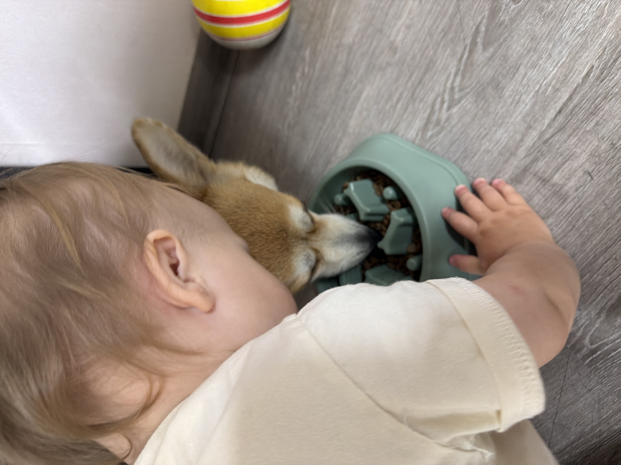 A child and a dog are interacting around a green dog bowl filled with kibble. The child's face and head are close to the dog's head as the dog eats from the bowl. The child's hand rests on the side of the dog bowl. A yellow, red, and white ball is visible in the background. The setting appears to be an indoor residential space, potentially a home. The floor is wooden. The city of Chaikovsky, Russia is not evident in the image.