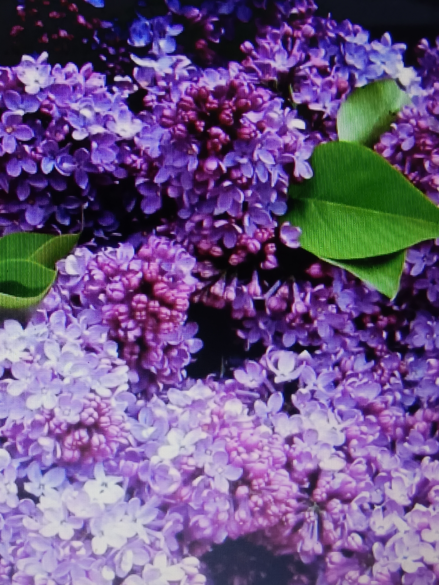 The image shows a dense cluster of purple lilac flowers with two prominent green leaves. The flowers vary in shade from light lavender to deeper purple. The arrangement is tightly packed, suggesting a blooming lilac bush. The photo was taken in the city of Kryvyi Rih, Ukraine. There are no visible people or interactions. The environment is limited to the flora shown in the frame.