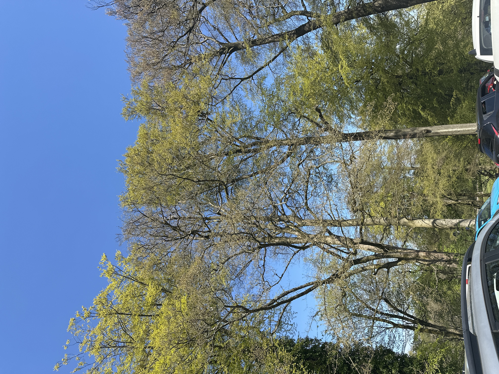 The image shows a view looking upwards through tree branches towards a clear blue sky. Some trees have new green leaves emerging, while others are still bare. The lower portion of the image contains green shrubs and foliage. Parts of two vehicles are visible on the right edge of the frame. Location: likely Staffordshire Moorlands, United Kingdom.