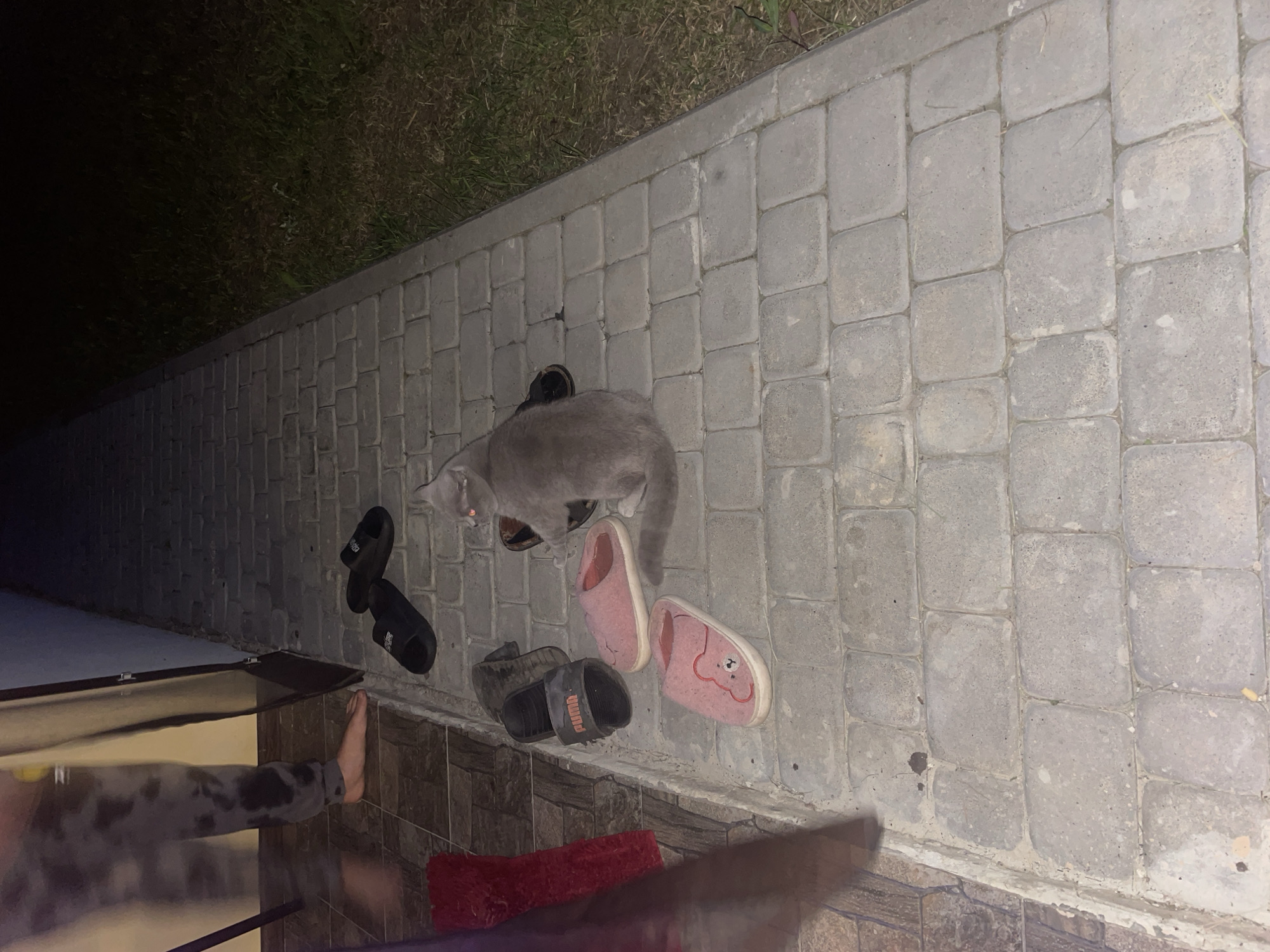 This image, depicting a nighttime scene in Petrivka, Ukraine, features a paved outdoor pathway adjacent to a building entrance. One human subject is partially visible on the left, standing barefoot on an indoor tiled floor near a doorway, wearing grey tie-dye patterned sweatpants; motion blur indicates recent movement. A grey domestic cat is centrally positioned on the outdoor paving, sitting on a black slipper. Scattered around the cat and near the doorway are various items of footwear: two black Puma brand slides, one grey slide, and two pink fluffy slippers, one of which has a cartoon bear face design. A red textile mat or rug is visible on the indoor tiled floor to the left of the doorway. The outdoor pathway is constructed from grey rectangular pavers, and a strip of dark grass or vegetation is visible along the right edge of the pathway, indicating an unlit outdoor area.