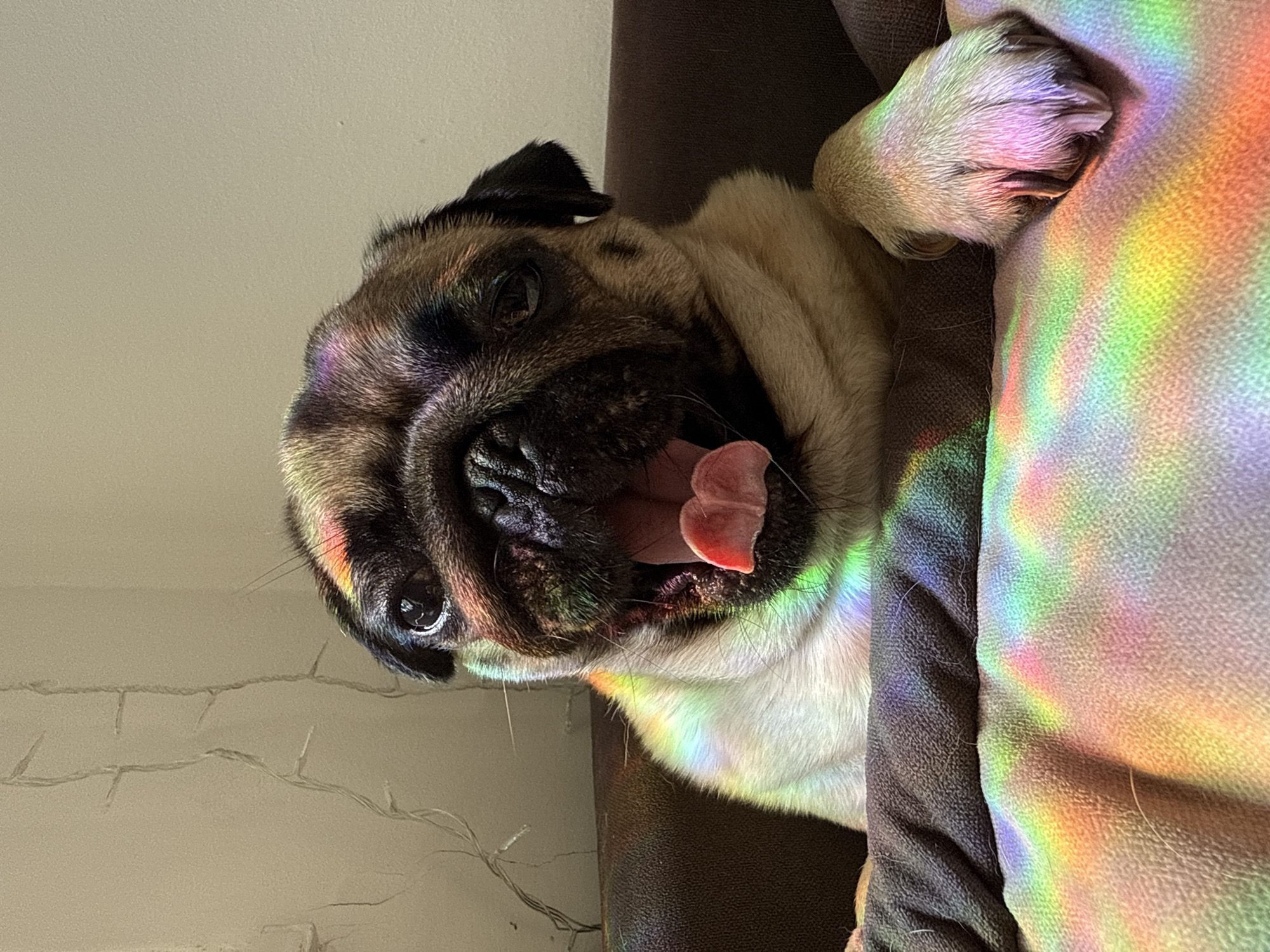 Here's a description of the image:
A close-up, slightly angled view captures a pug lying on a brown, textured surface, likely a couch or bed. The pug has a fawn-colored body with a dark face mask typical of the breed. Its mouth is open, and its tongue is visible. A rainbow-like light pattern casts across the pug and part of the surface it rests upon. In the background, a wall or surface is visible, decorated with lights. The location and specific city is unknown.