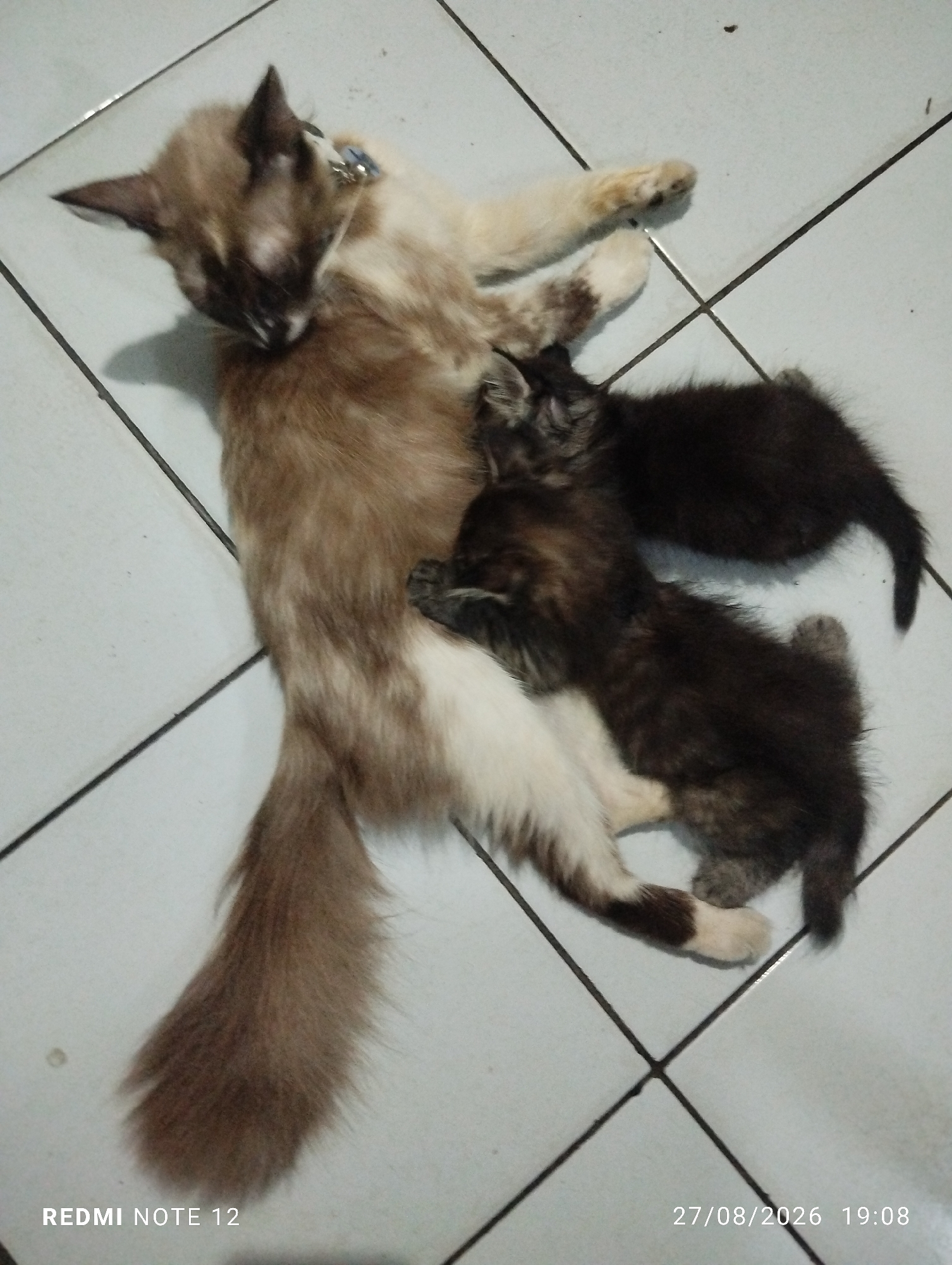 The image shows a cat lying on its back on a tiled floor, with two kittens nestled against its belly. The cat is light brown with darker brown markings on its face. The kittens are dark brown. The tiled floor appears to be indoors, possibly a kitchen or bathroom, given the white tiles and dark grout lines. The image is dated 27/08/2026 19:08 and includes the text "REDMI NOTE 12". It is impossible to determine the specific location within Bekasi, Indonesia from the provided image.