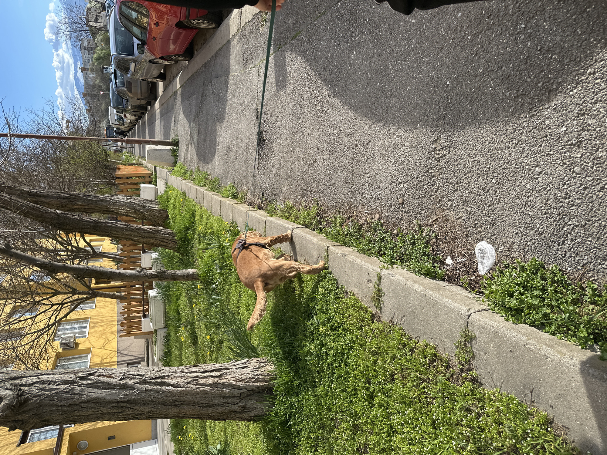 A medium shot captures an urban scene, possibly in Sofia, Bulgaria, focusing on a dog resting on a grassy curb adjacent to a street lined with parked cars. The dog, light brown in color, lies on its side in the grass next to the curb, appearing relaxed. A green leash connects to the dog's harness and is held by a person partially visible at the top of the frame, suggesting they are taking the dog for a walk. The street is paved with asphalt and shows signs of wear. A row of cars is parked along the side of the road opposite the dog. Buildings are visible in the background, including a yellow apartment block and other residential structures. Trees are planted alongside the grassy area where the dog is resting, and a piece of litter is noticeable near the curb. The sky is visible in the background, suggesting it is daytime. The camera angle is slightly tilted.
