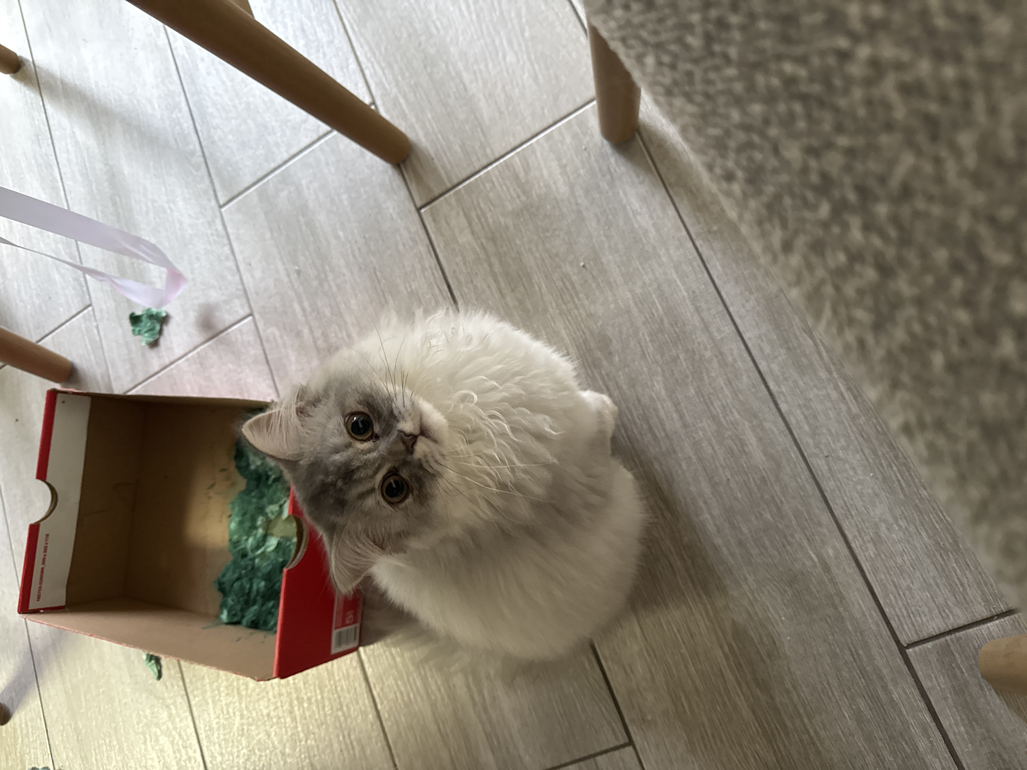 A fluffy white and grey kitten is sitting on a tiled floor in front of an open red shoebox. The shoebox contains green shredded paper. A white ribbon and a small green object are on the floor to the right of the shoebox. The kitten is looking directly at the camera with large, round eyes. The floor is made of light-colored tiles laid in a wood-grain pattern. The legs of wooden chairs are visible in the background.