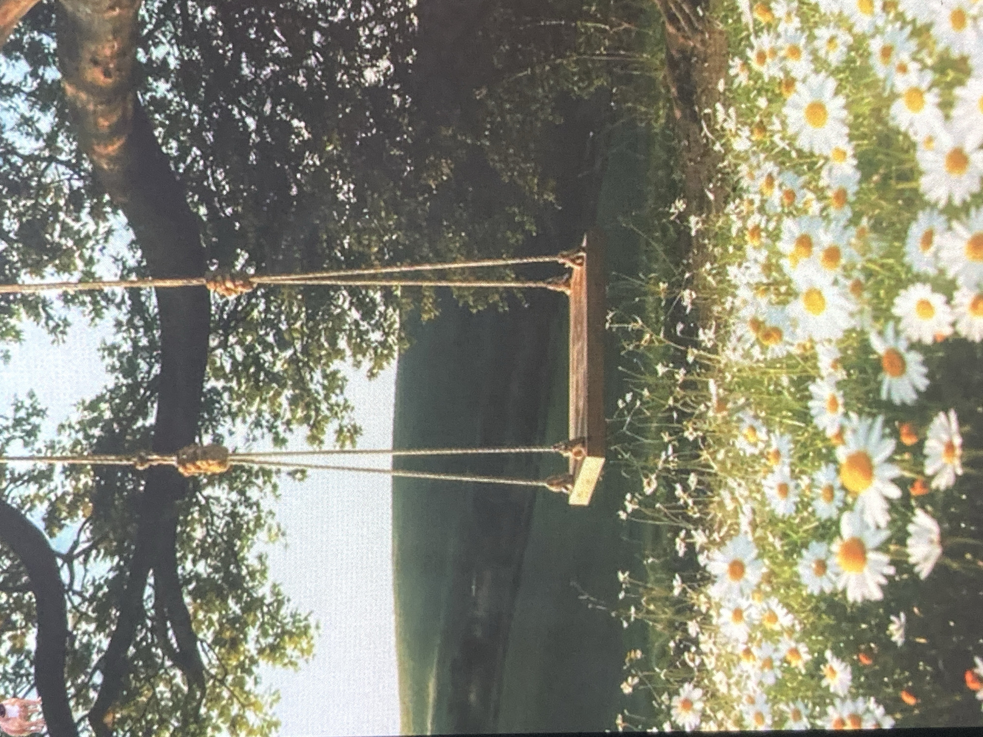 A rustic wooden swing hangs from a thick tree branch, suspended by thick ropes. The swing is set in a lush meadow filled with daisies, their white petals and yellow centers creating a vibrant carpet. In the background, rolling green hills suggest a rural landscape. The scene is bathed in soft, natural light, evoking a peaceful and idyllic atmosphere. There are no people visible in the image. The image is located in the village of Ustyvytsia, Ukraine.
