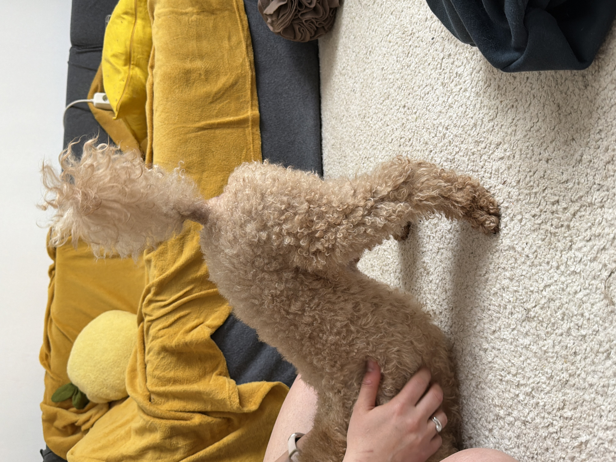 The image shows a tan poodle dog in a room, possibly a domestic interior. The dog is standing, partially on a light-colored, densely textured carpet and partially on a couch with yellow and gray cushions. A person's hands are visible touching the dog. The location cannot be identified as Belgrade, Serbia, from the visual information provided.