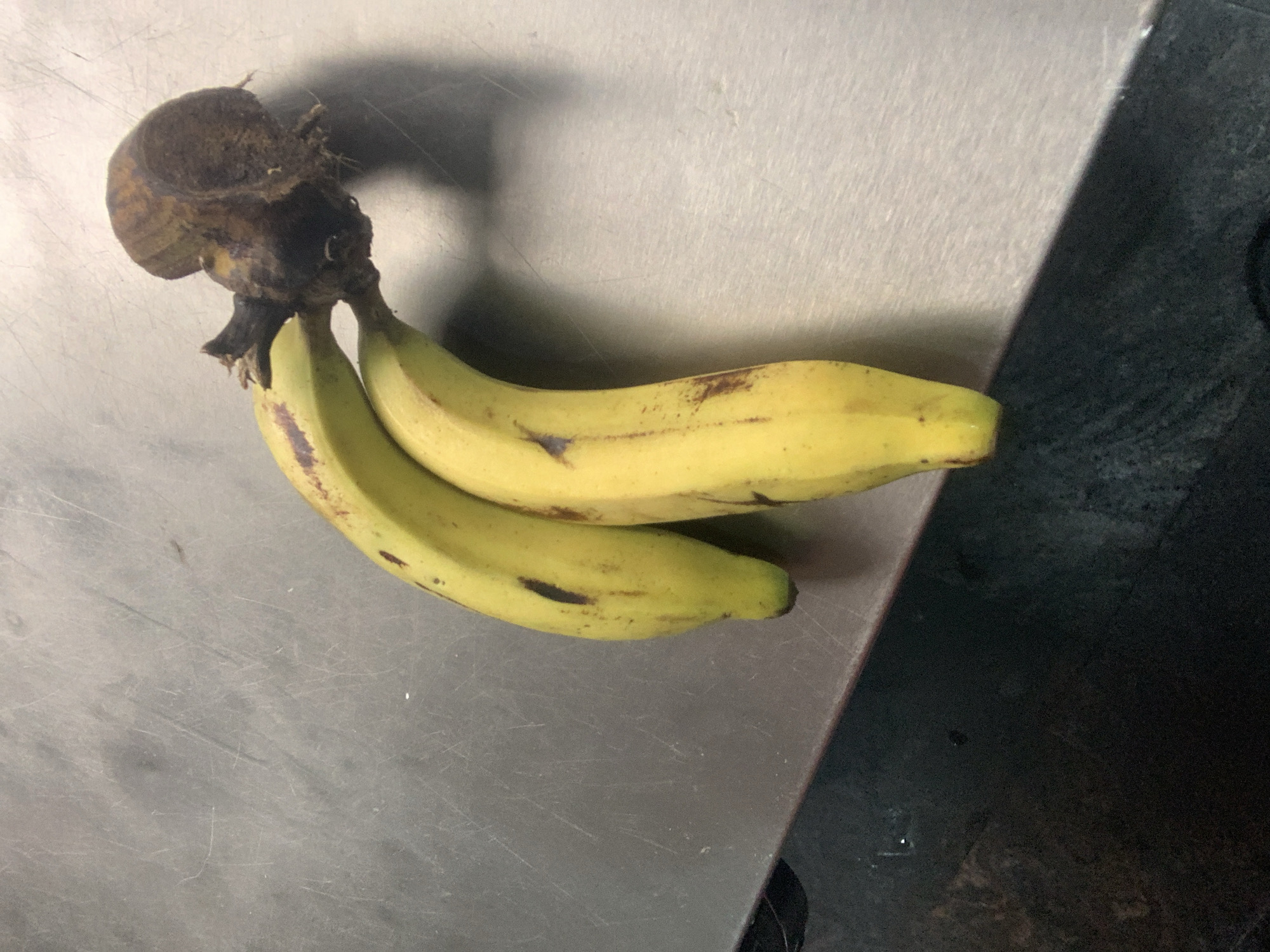 Two ripe bananas with brown spots are lying on a scratched metallic surface. The bananas are positioned diagonally, with their stems pointing towards the upper right corner. The stems are attached to a dark brown, mushy mass. The background is a dark, blurry surface. The image was taken indoors in Abuja, Nigeria.