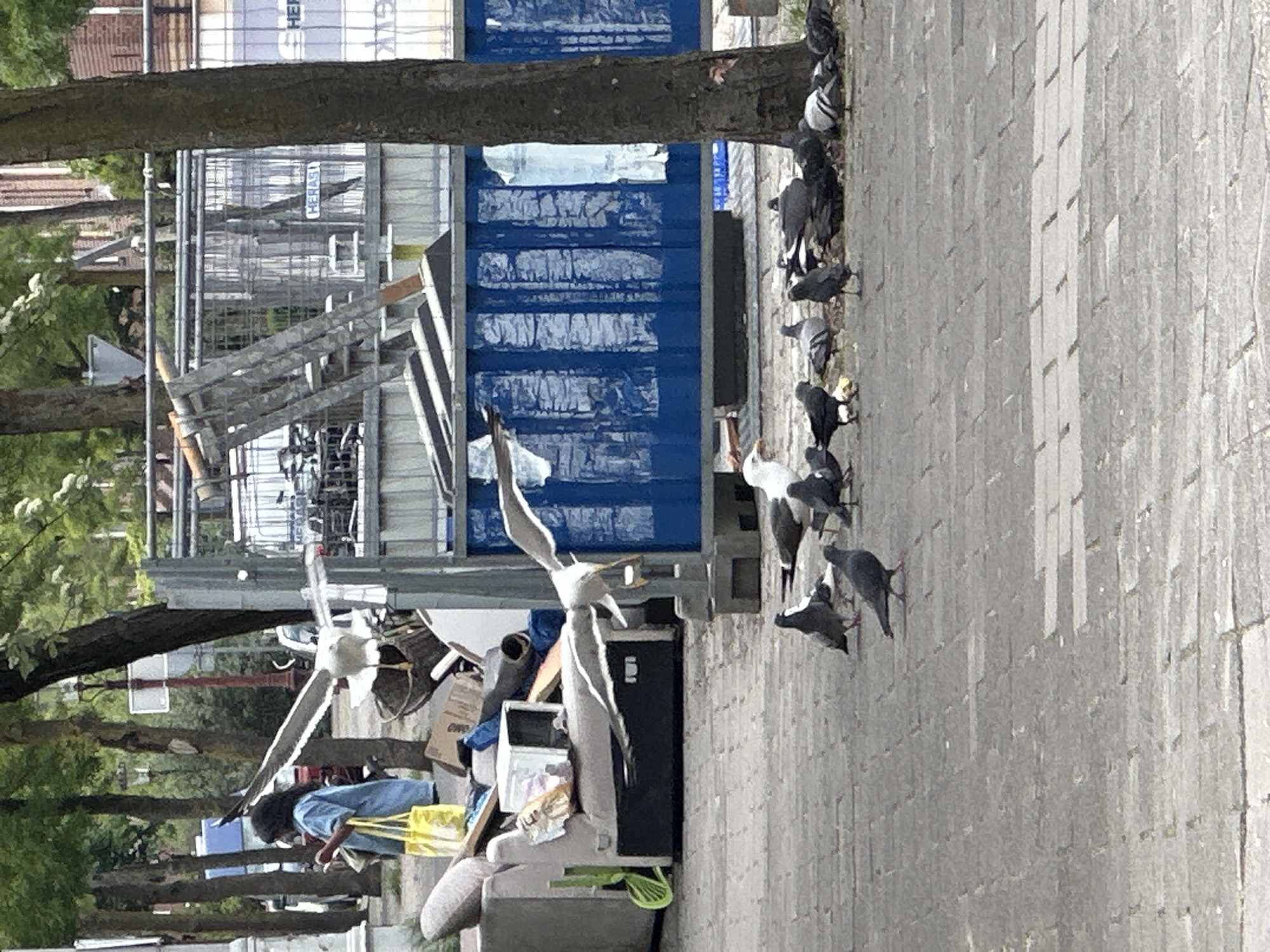 The image depicts a street scene in Amsterdam, Netherlands. A line of pigeons is positioned on the right edge of a paved sidewalk, close to a tree trunk. Discarded furniture and garbage bags are adjacent to the sidewalk. A blue container and metal scaffolding are visible in the background, along with foliage. A person wearing a blue shirt is kneeling near the discarded items. A large sculpture of a bird in flight is positioned amidst the discarded items.