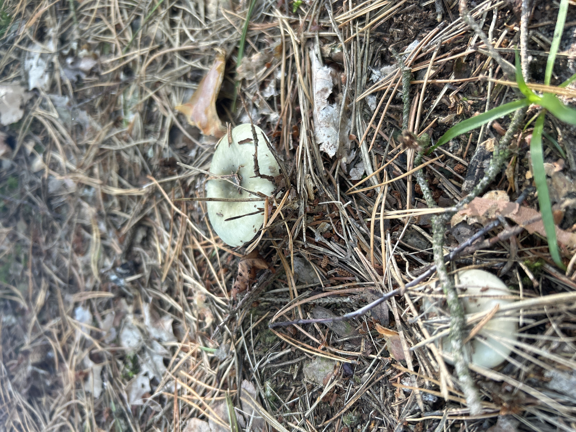 In Brodowo, Poland, a close-up, eye-level shot captures a forest floor covered in pine needles and fallen leaves. A pale, light green mushroom with a slightly concave cap is centrally located, surrounded by organic debris. A second, partially obscured mushroom is visible in the lower left quadrant of the image. The scene is natural and undisturbed, suggesting an outdoor environment within a wooded area.