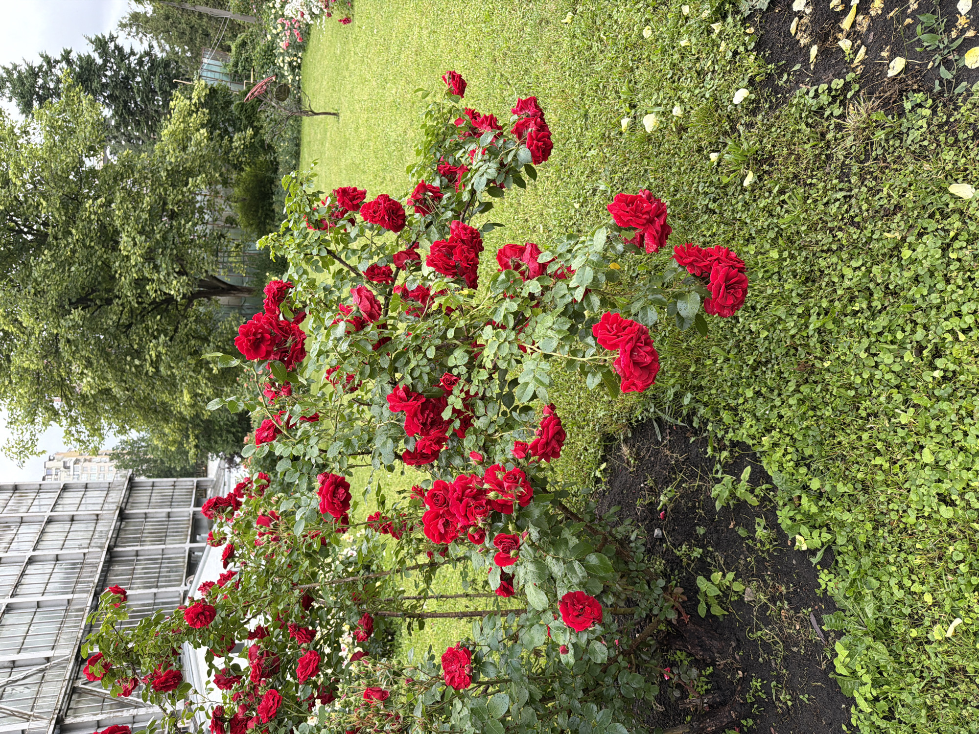 This media file depicts a vibrant rose bush with numerous red roses in bloom, situated in an outdoor setting that appears to be a garden or park. The roses are the primary subject, with their rich red petals glistening, suggesting recent rainfall or dew. The bush is lush with green leaves, providing a verdant backdrop to the striking flowers.
In the background, a neatly mown green lawn stretches out, characteristic of a well-maintained garden. Beyond the lawn, several trees with dense foliage are visible, contributing to a natural and serene atmosphere. A hint of man-made structures can be seen in the upper left portion of the image, including what looks like a glass-paneled building, possibly a greenhouse or conservatory, and possibly a part of a larger building with a metallic, multi-story facade. This juxtaposition of natural flora and architecture suggests an urban or suburban garden setting.
The lighting suggests it's daytime, likely overcast or after rain, as the light is diffused and the leaves of the roses have water droplets. There is no visible text in the image. The overall impression is one of natural beauty and tranquility, enhanced by the abundance of blooming red roses. The location context is Kyiv, Ukraine, which could imply a specific type of garden or botanical setting known in the city.