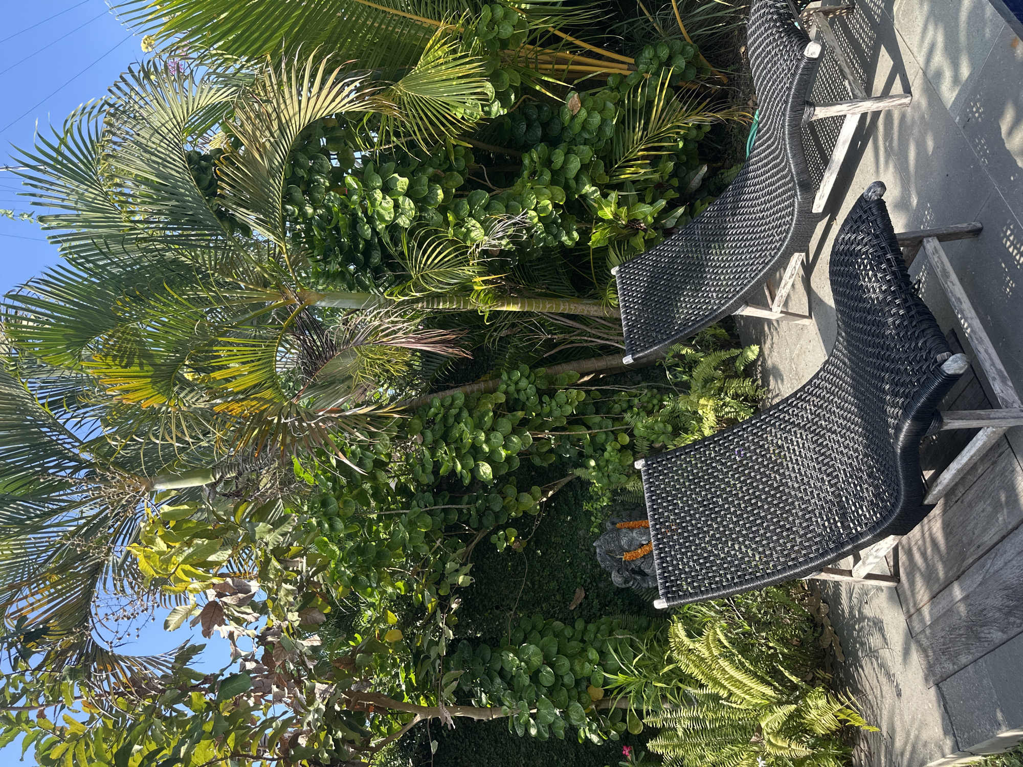 The image depicts an outdoor seating area with two black woven lounge chairs positioned on a wooden deck next to a gray tiled surface, possibly a poolside. Lush green tropical foliage, including palm trees and various other plants, forms a dense backdrop. In the left mid-ground, partially obscured by the foliage, is a dark stone statue adorned with an orange garland. The lighting suggests it is daytime, with sunlight casting shadows on the deck and creating highlights on the plants and chairs. The overall scene conveys a relaxed, tropical atmosphere. The location is identified as North Kuta, Indonesia.