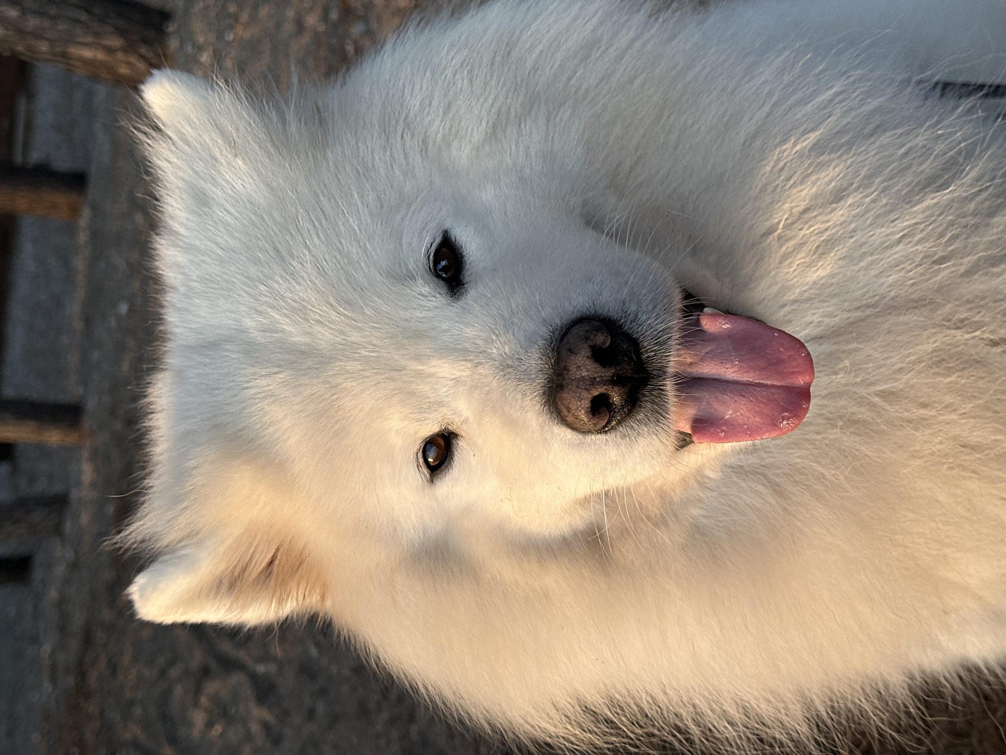 A white Samoyed dog is positioned in the center of the image, with its head angled towards the viewer and its tongue protruding from its mouth. The dog's eyes are dark brown, and its nose is black. The dog is facing right. The background shows a blurred surface. The location cannot be determined from the image.