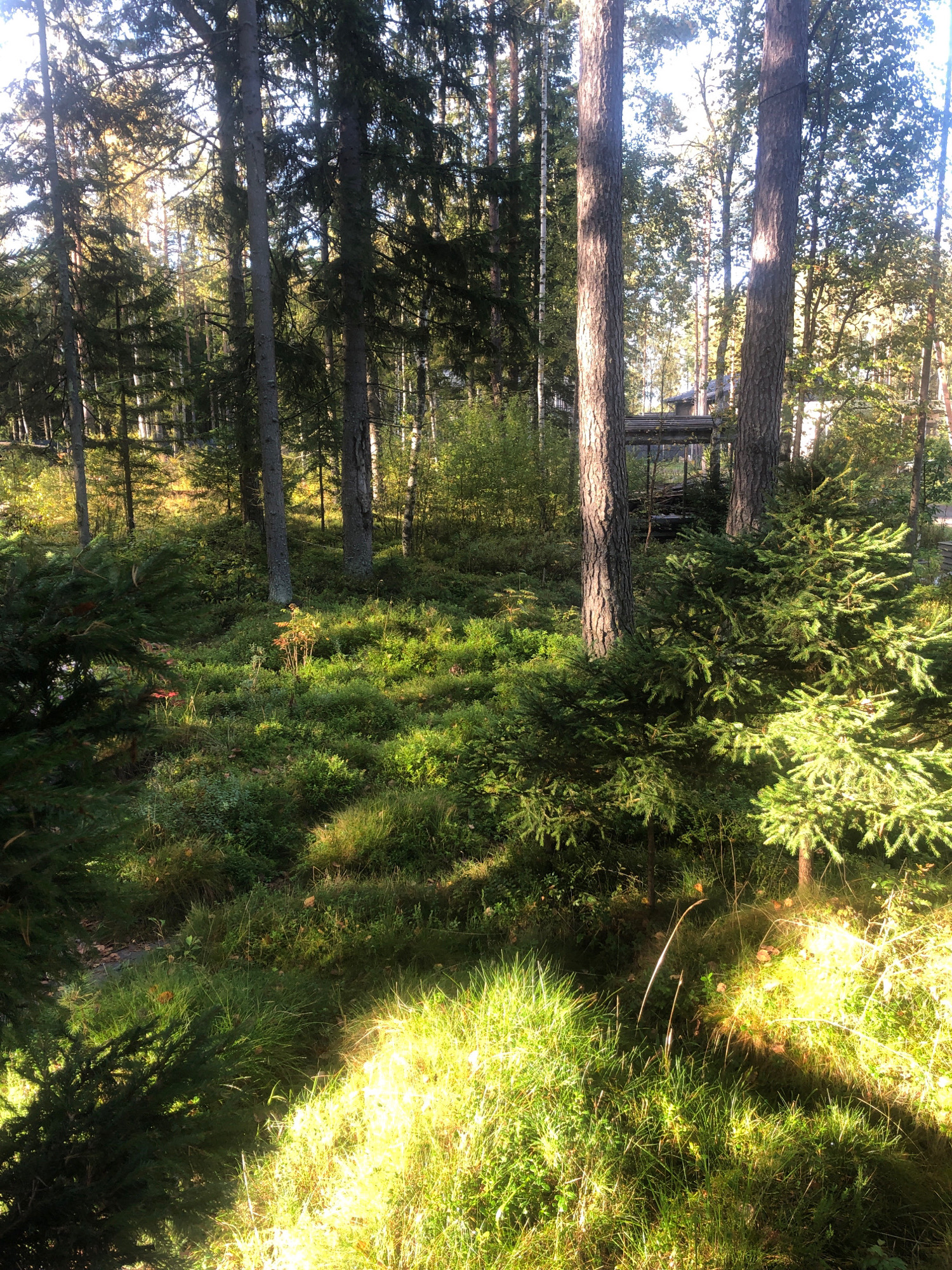 An outdoor scene captured on a sunny day shows a forest floor covered in lush green grass, small bushes, and scattered pine needles. Tall pine trees with rough bark dominate the background, their branches reaching towards a bright sky. The sunlight filters through the dense foliage, casting dappled shadows and illuminating patches of grass with a warm glow. In the middle ground, a small, rustic wooden structure is partially visible behind the trees. The overall impression is one of a natural, undisturbed forest landscape. The location in the city of Arfa, Russia, is noted.