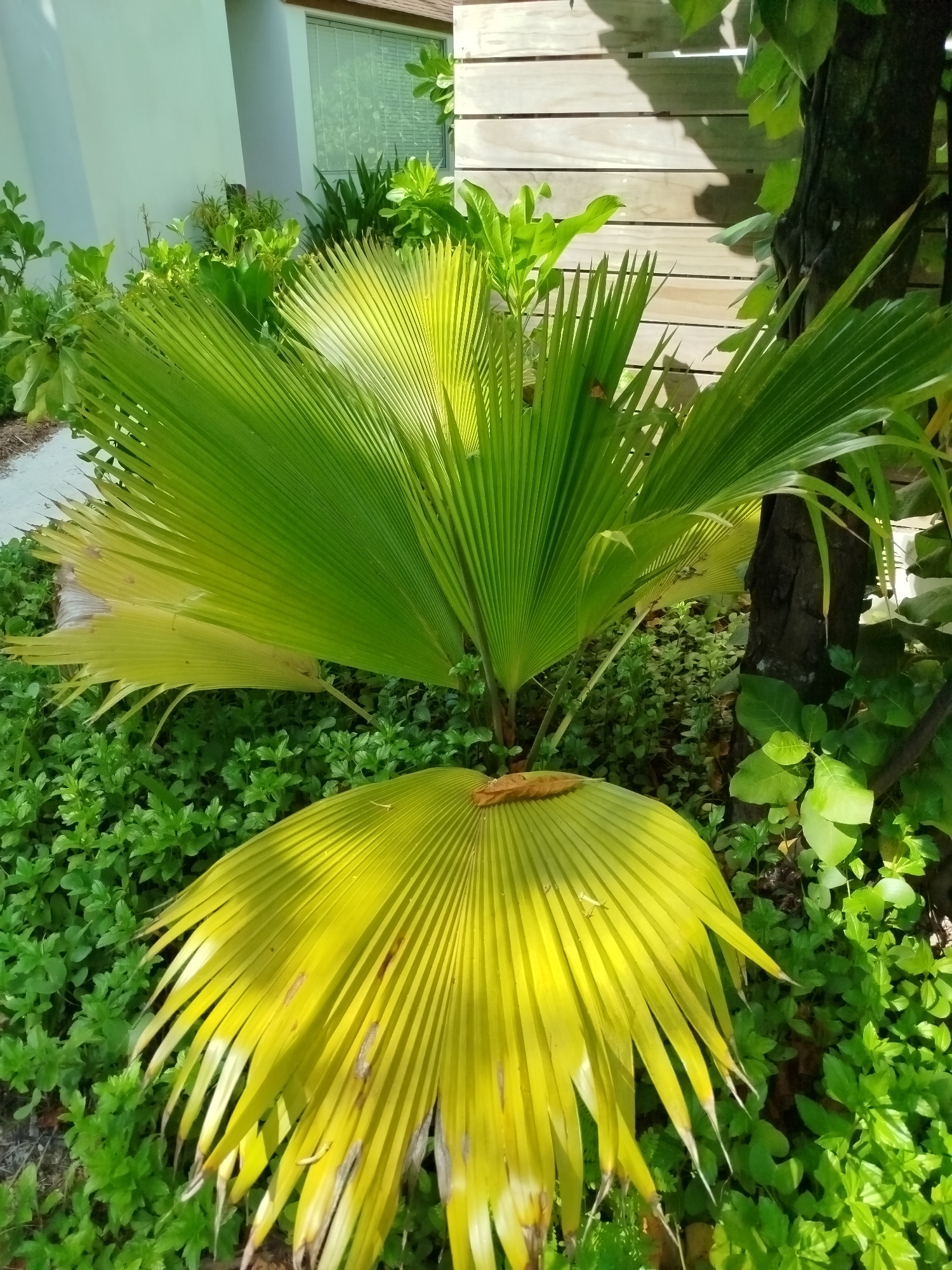 A high-angle, medium shot captures a small, vibrant garden area beside a light-colored building and a wooden fence. The foreground is dominated by two large, fan-shaped palm fronds, one predominantly bright green and the other a striking yellow with some browning on the tips. These fronds appear to be either fallen or part of a low-lying palm plant. They rest on a bed of dense, bright green ground cover. In the mid-ground, a larger, healthy palm plant with more green fronds stands tall, its leaves fanning out. Behind the palm plant, a dark tree trunk is visible, partially obscured by foliage. The background shows a textured wooden fence composed of horizontal planks, a portion of a light-colored building with a horizontal window, and more lush green vegetation. The lighting suggests a sunny day, with shadows casting onto the wooden fence. The scene is set in the city of Kendhoo, Maldives.