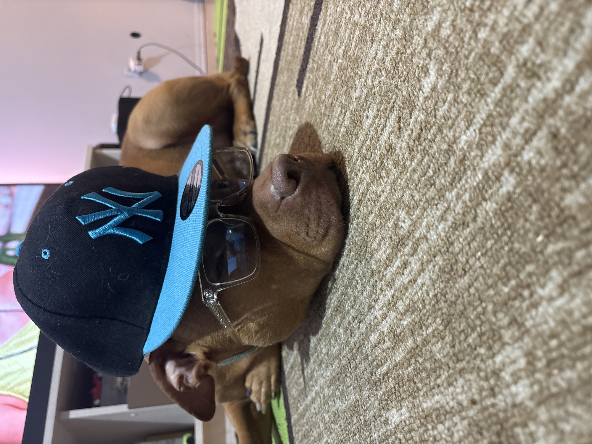 A dog wearing a black baseball cap with a blue "NY" logo and clear-framed glasses lies on a carpet with a beige and brown pattern. The dog is light brown. Part of another dog is visible in the background, near a white object on a shelf. The location is indoors. The city and country are not deducible from the image.